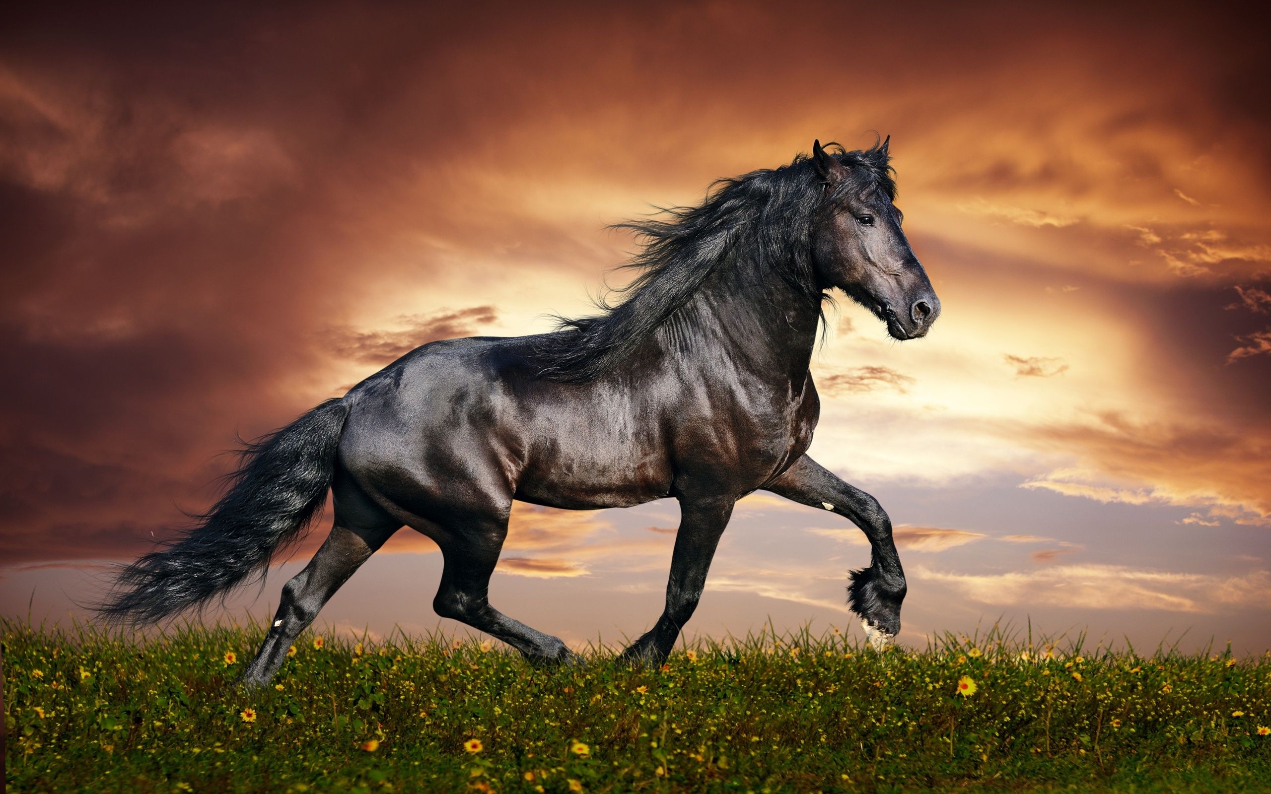 A horse running in the grass with clouds behind it - Horse