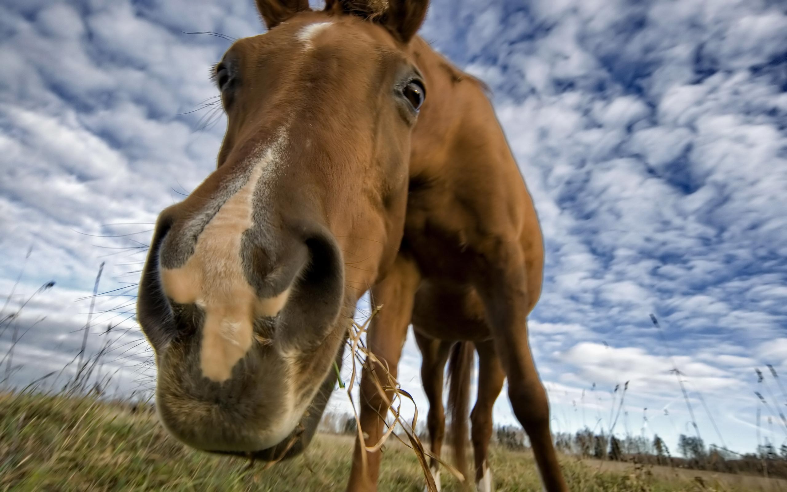 A horse looks at the camera with a blue sky in the background. - Horse