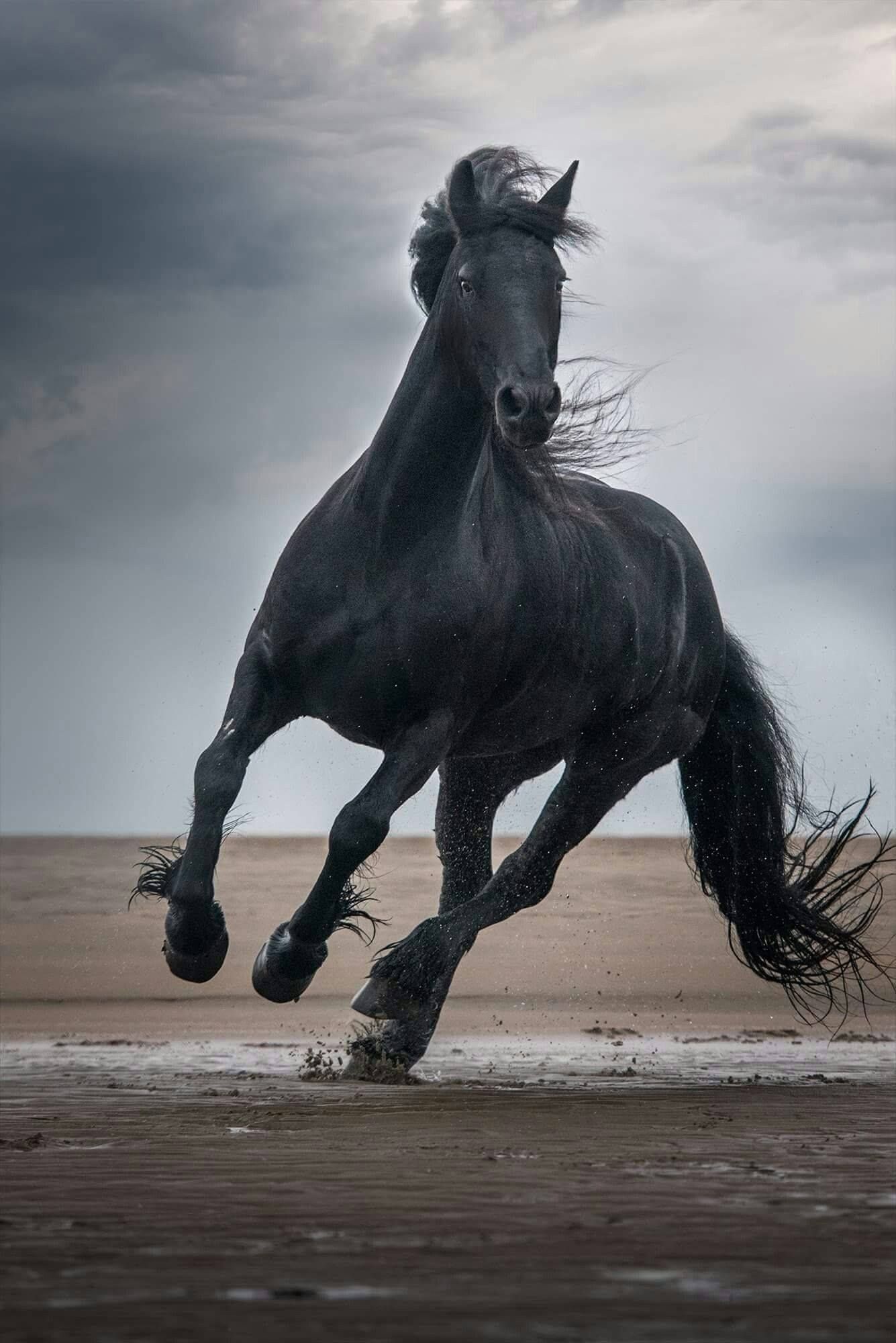 A black horse gallops on the beach - Horse