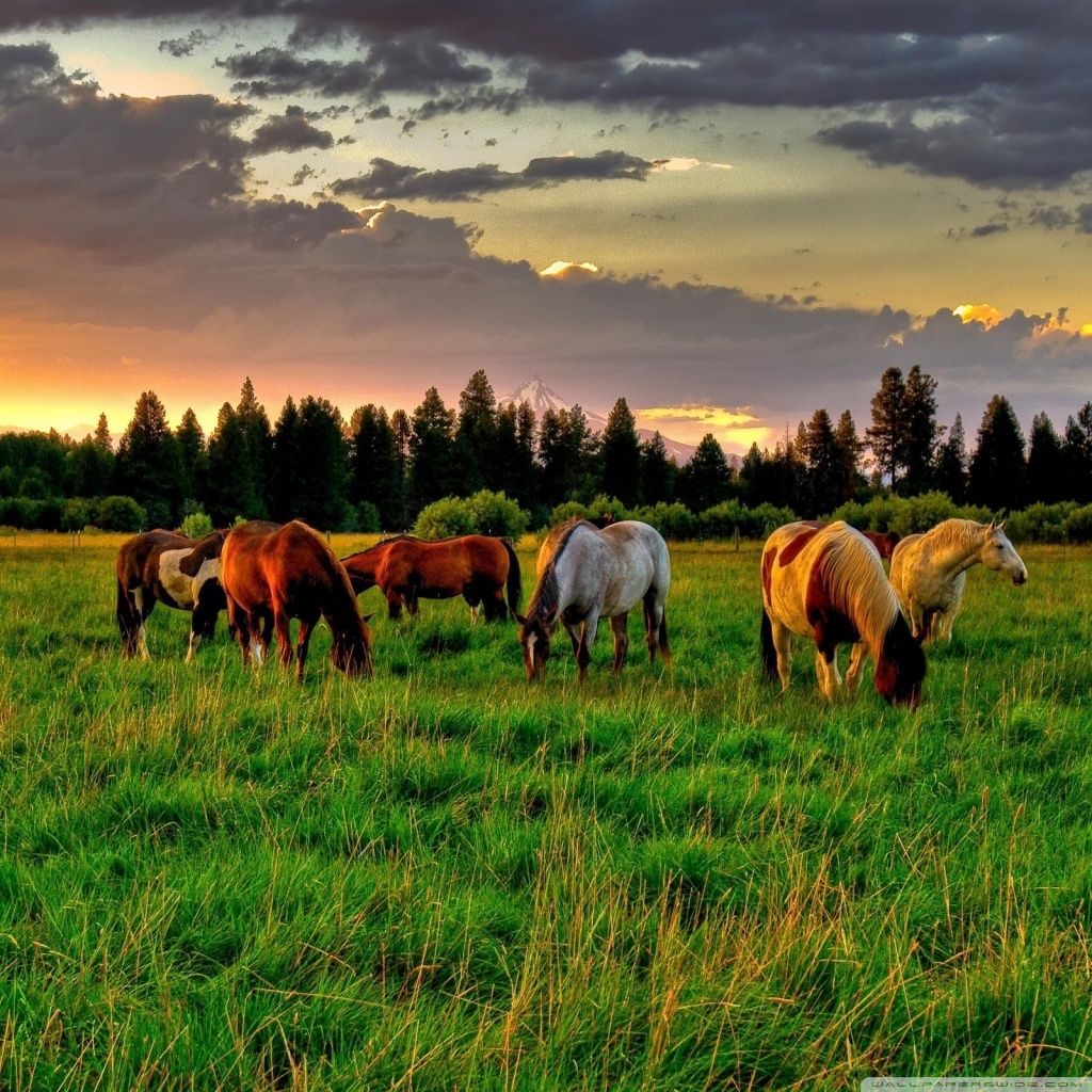 Horses Grazing In A Field Ultra HD Desktop Background Wallpaper for 4K UHD TV : Multi Display, Dual Monitor : Tablet