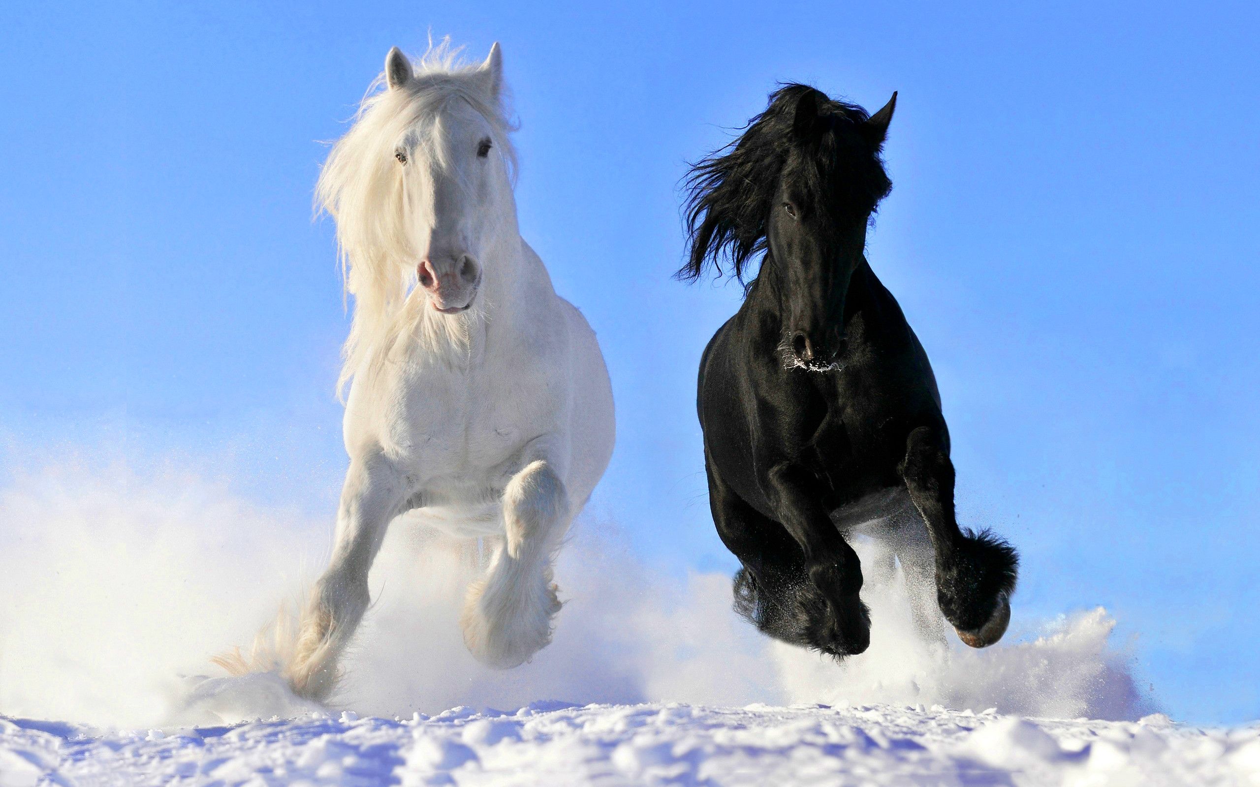 Two horses running in the snow - Horse