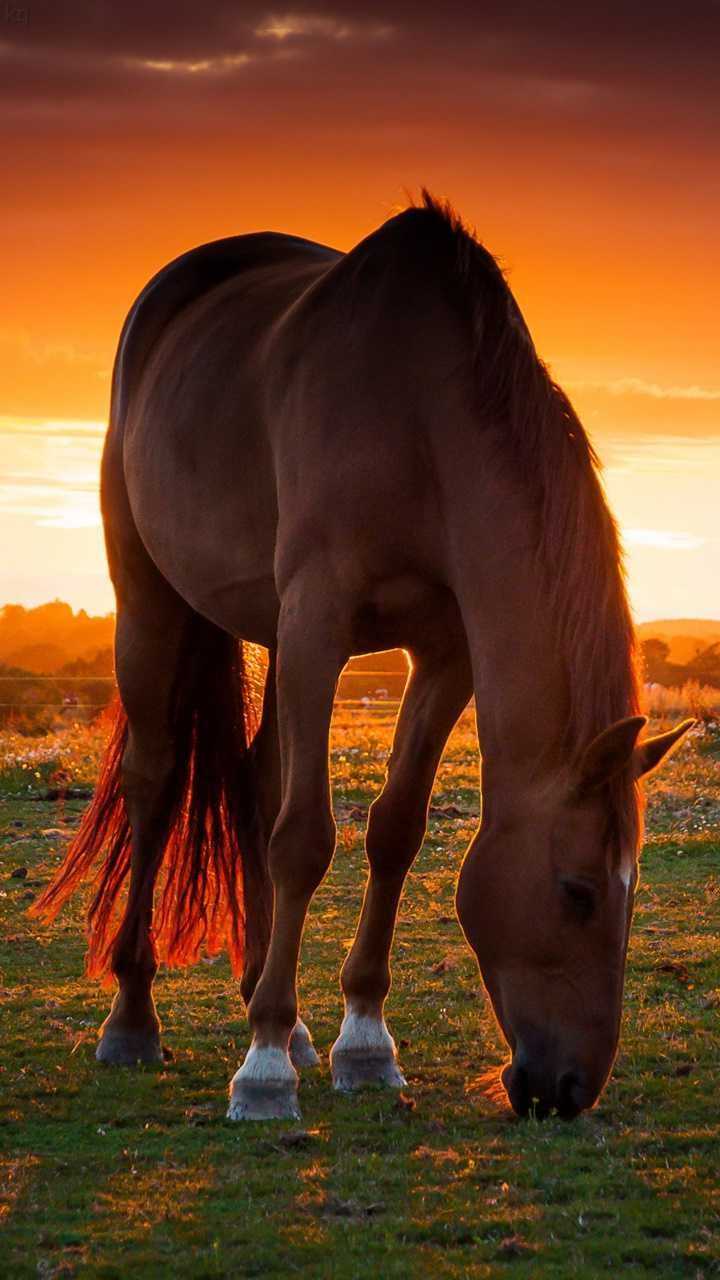 A horse grazing in the grass at sunset - Horse