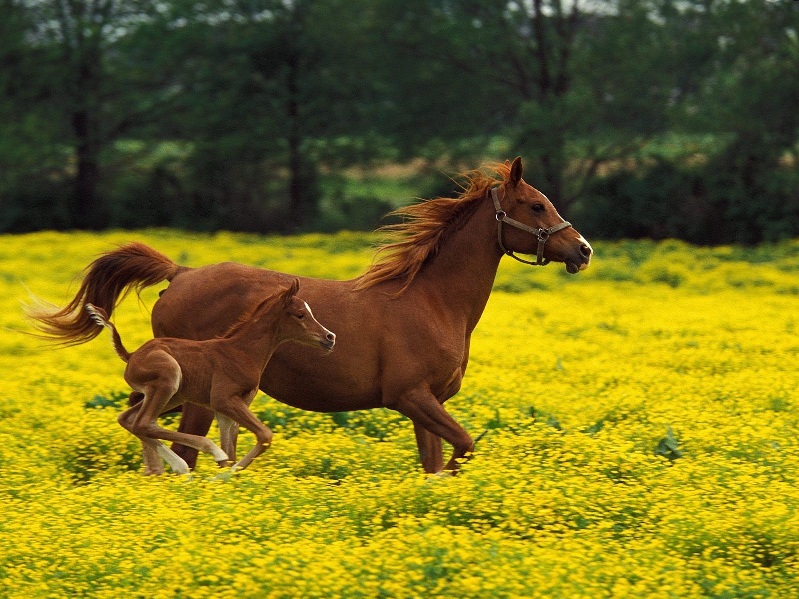 A horse and its foal run through a field of yellow flowers. - Horse