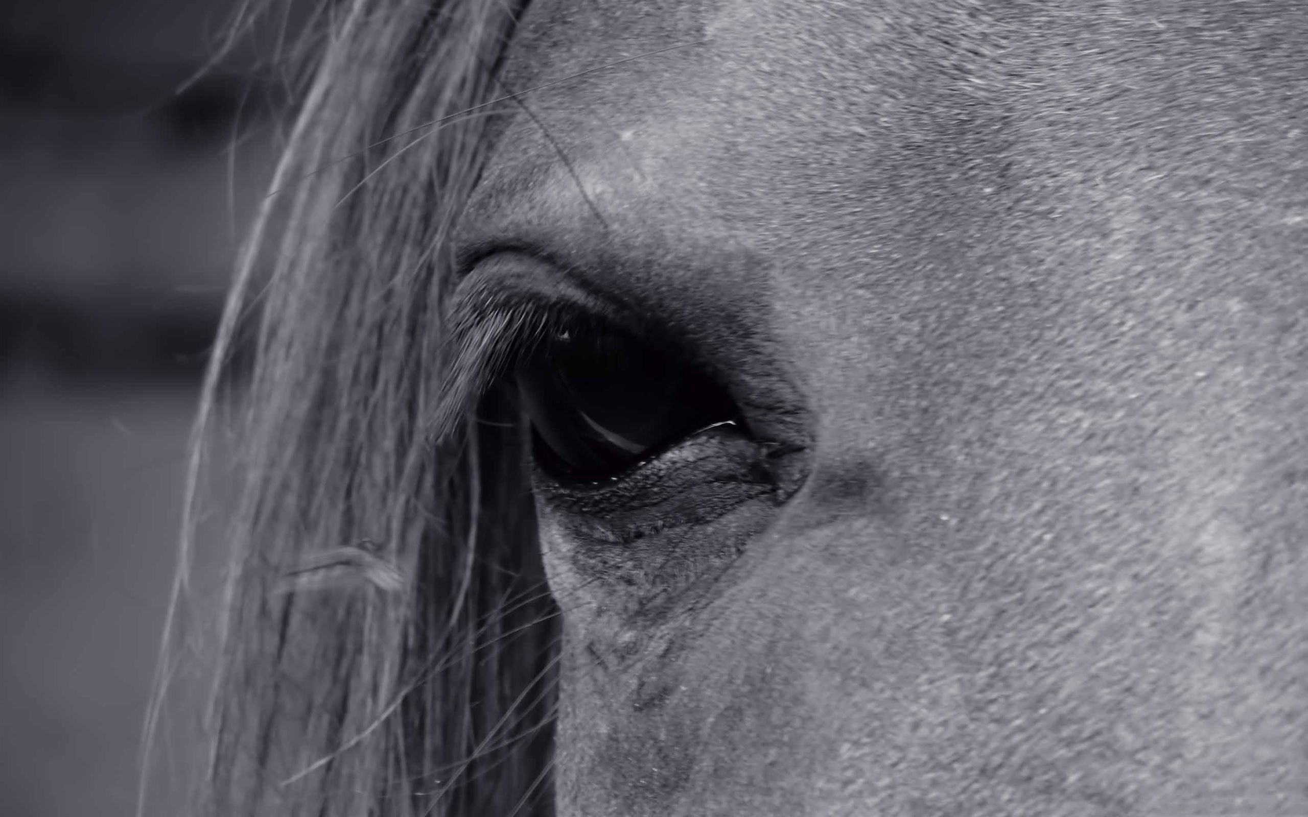 A close up of a horse's eye - Horse