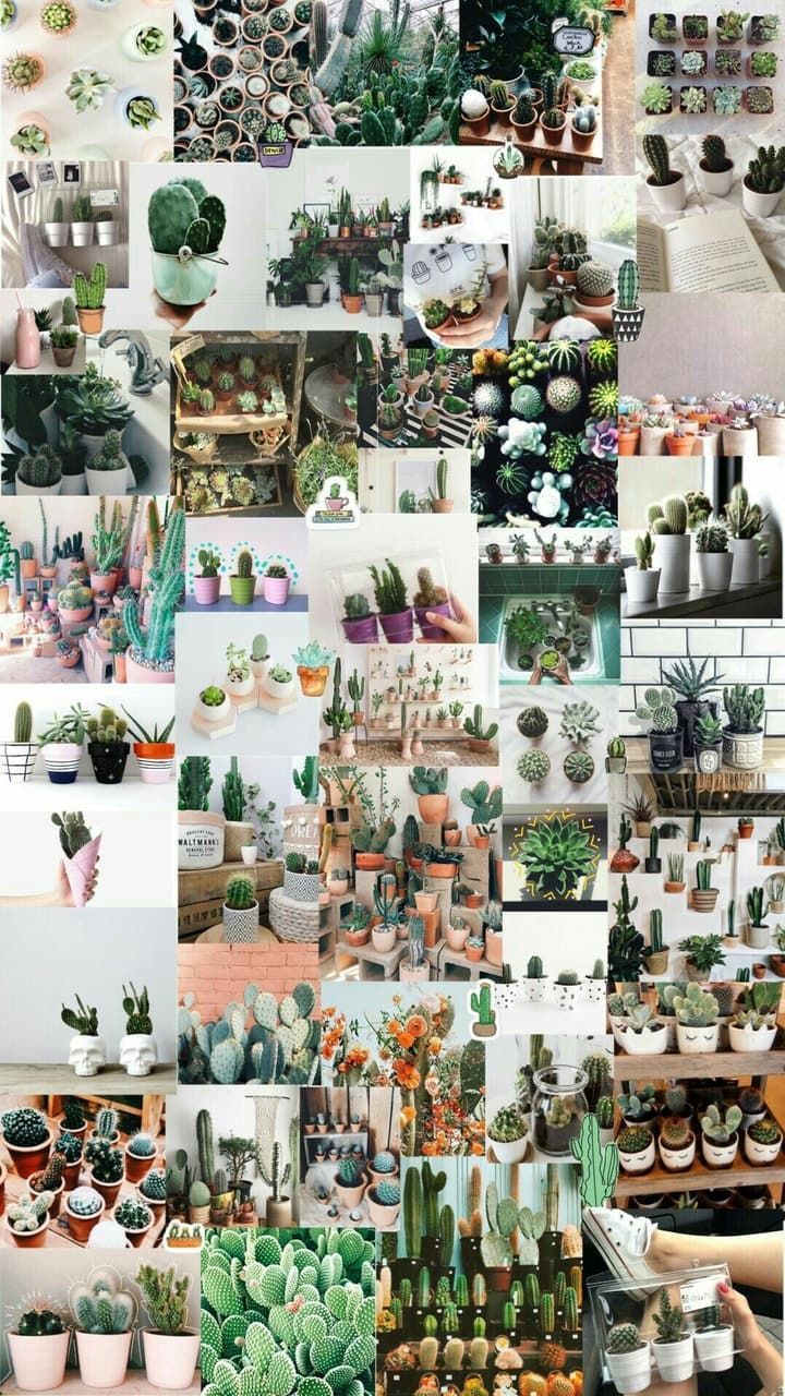 fondosdepantalla #fondos #wallpaper #papeldeparede #background #lockscreen #cactus. Aesthetic iphone wallpaper, Plant aesthetic, iPhone wallpaper