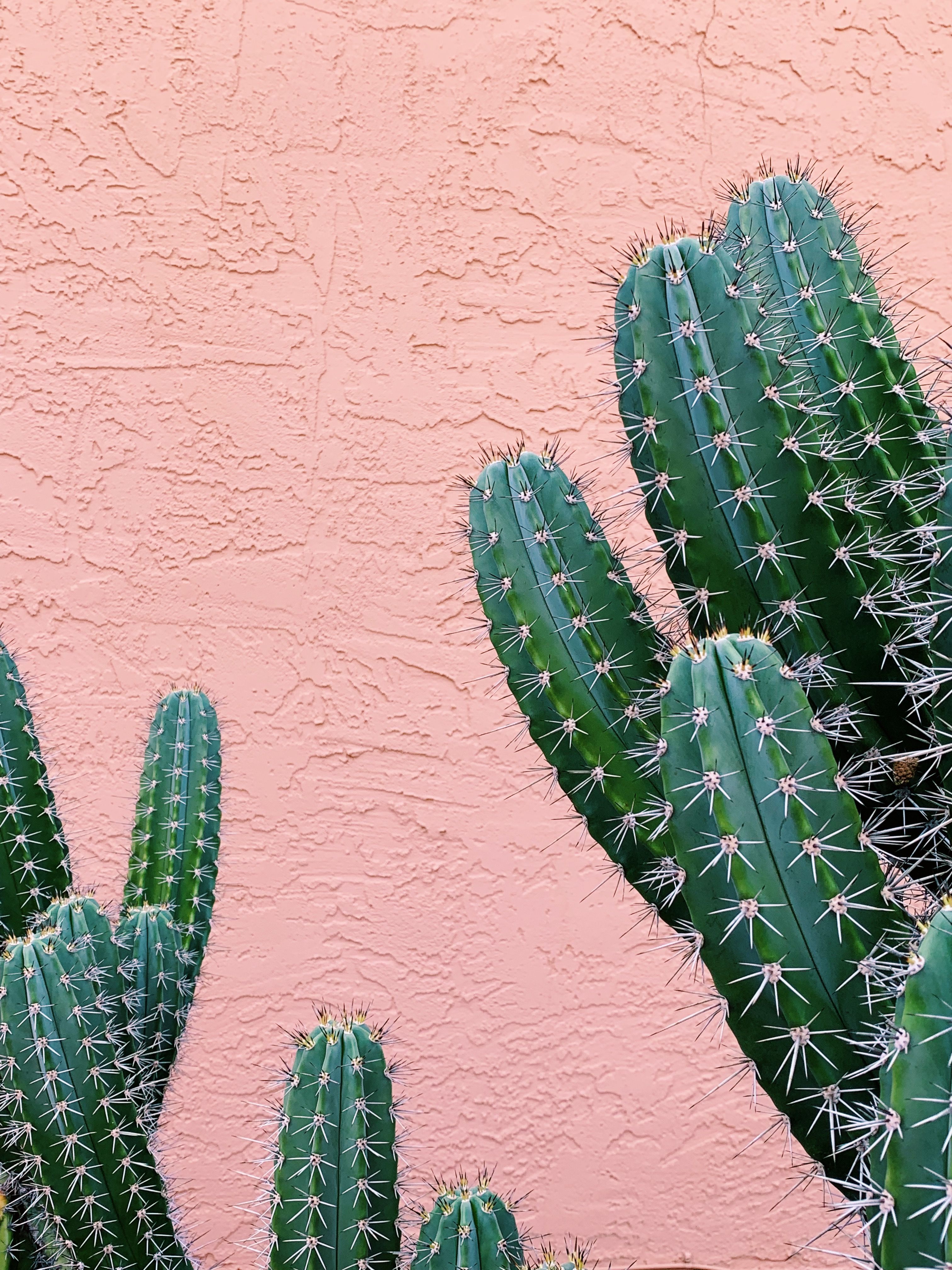 A close up of a cactus against a pink wall - Cactus