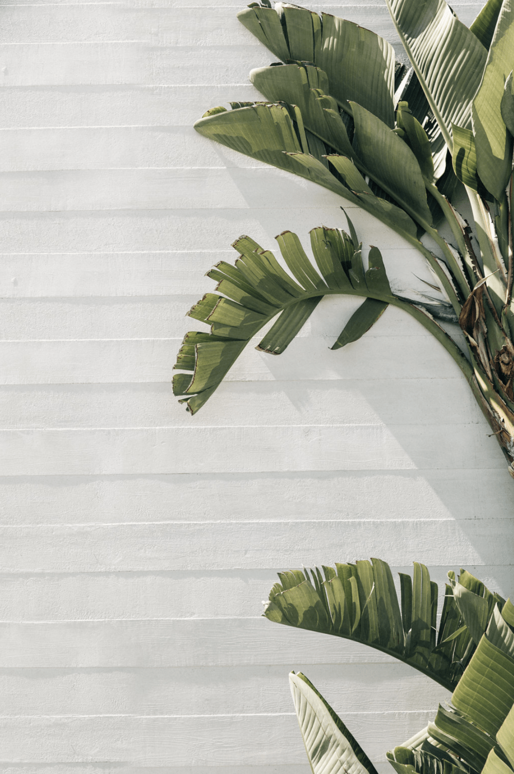 Plant wallpaper, Pretty wallpaper, Green aesthetic