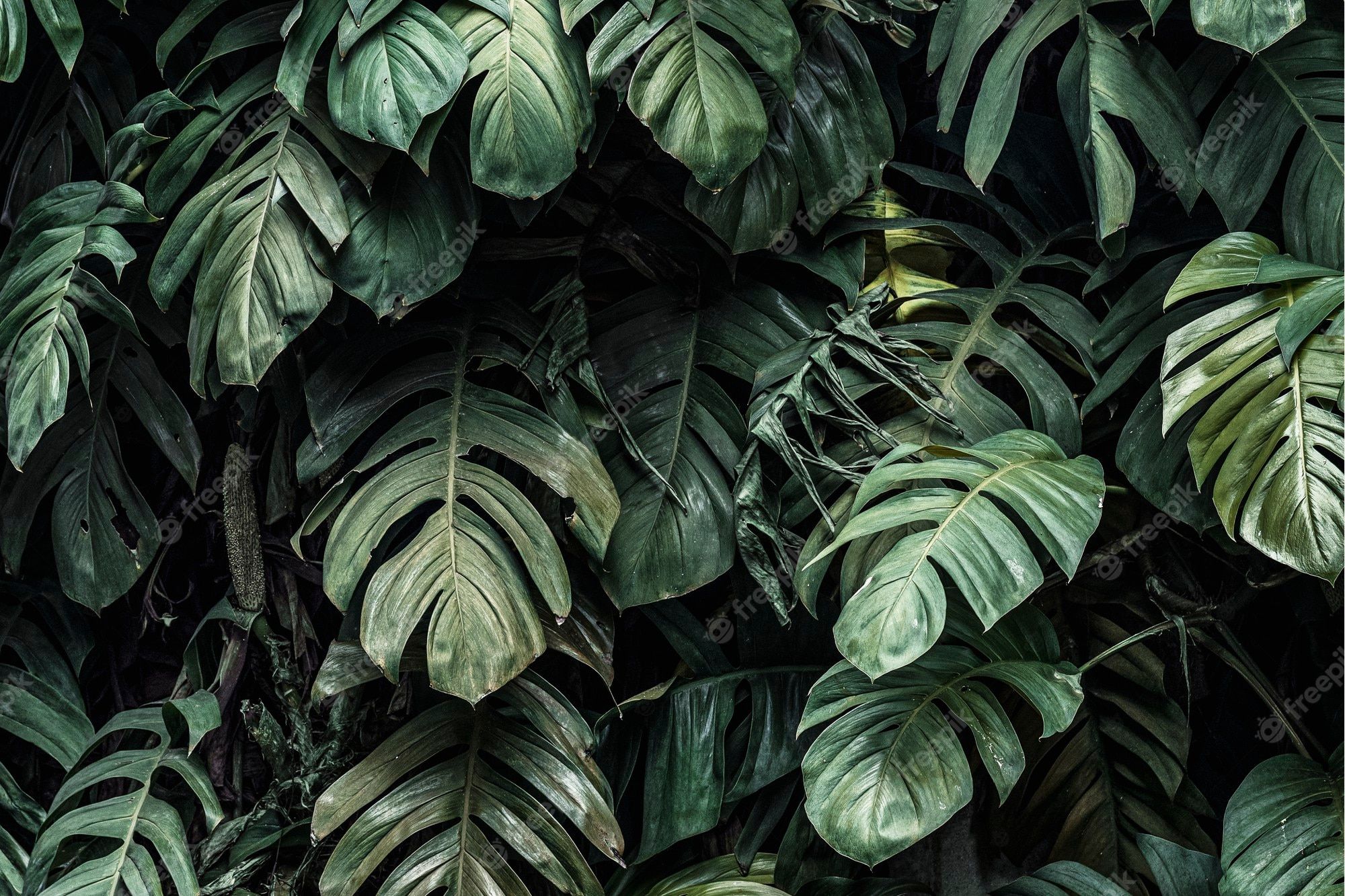 Plant Wallpaper Image