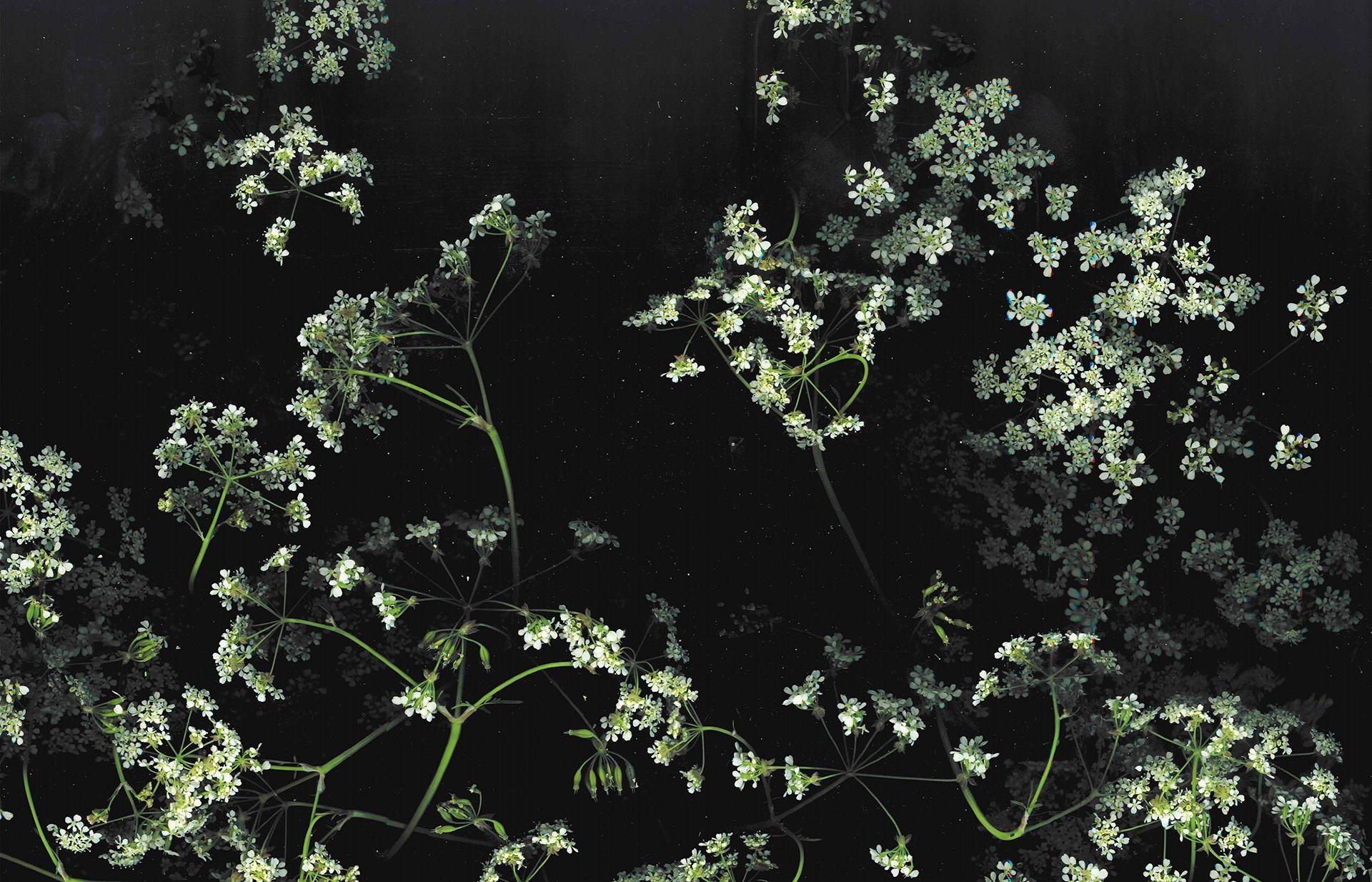 A black and white photo of cow parsley against a black background. - Dark
