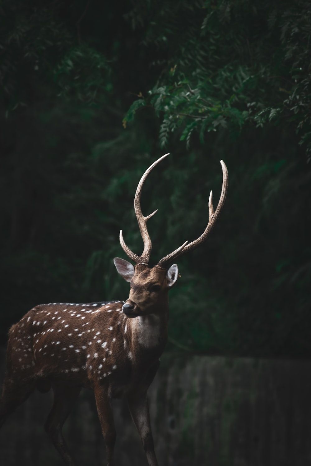 A deer with antlers standing in front of a tree. - Deer