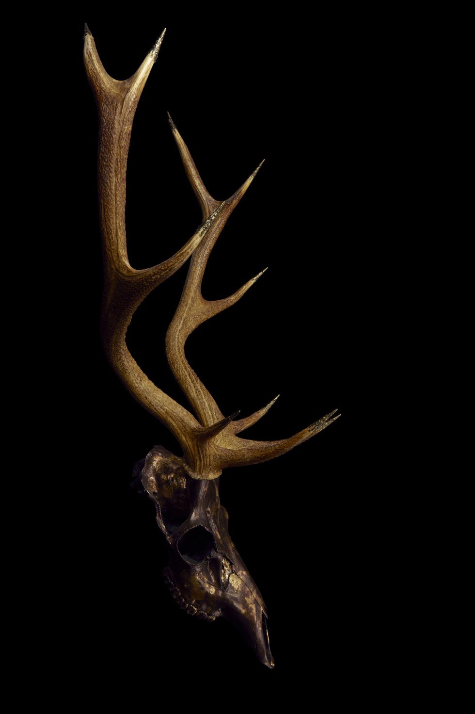 A deer skull with antlers on it is shown - Deer