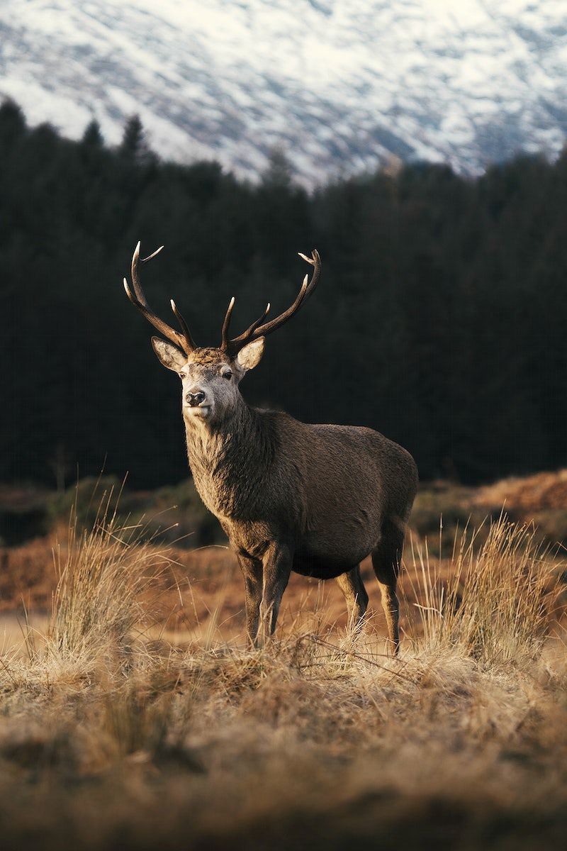 Deer Hunting Image Wallpaper