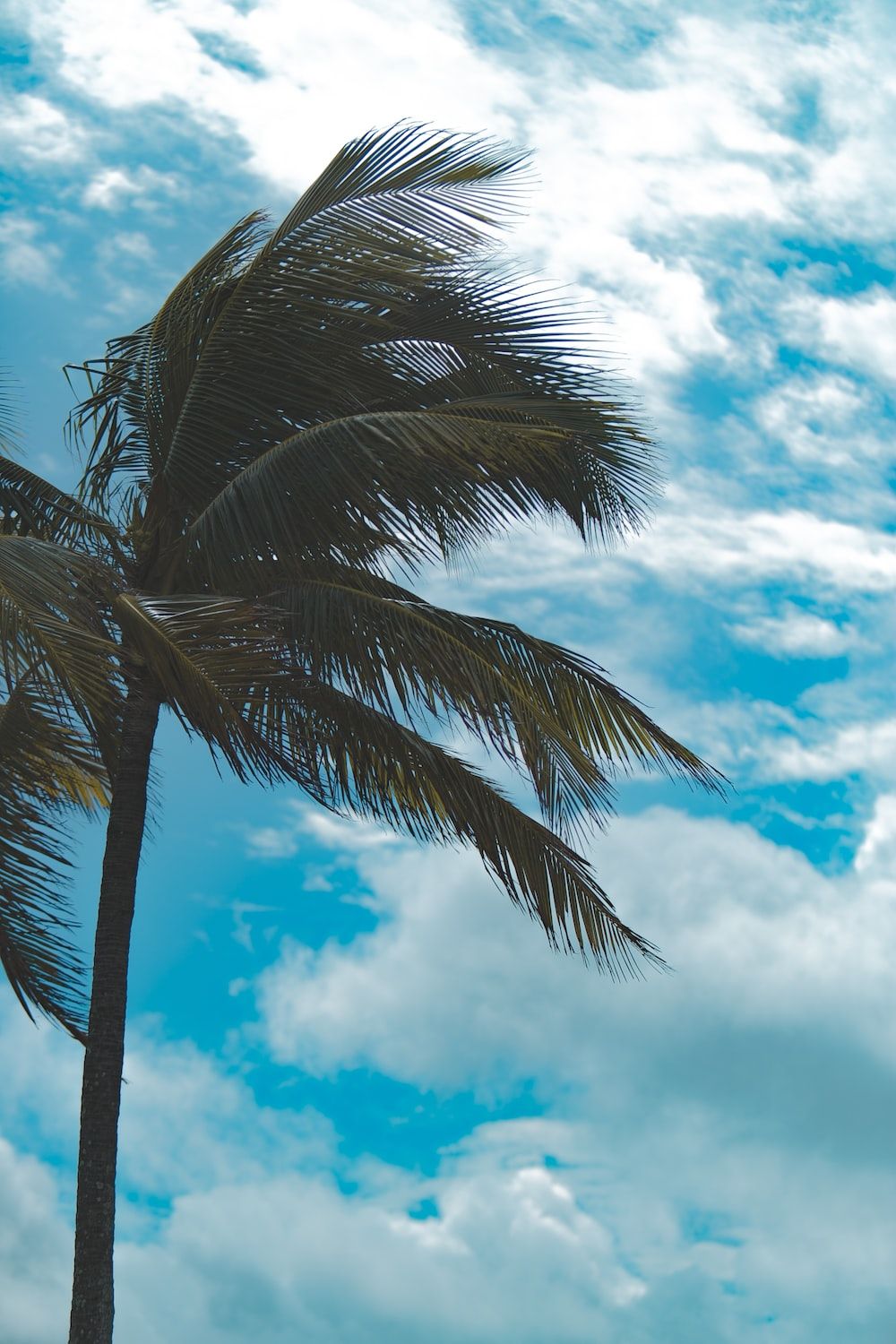 A palm tree blowing in the wind with a blue sky and clouds in the background - Florida