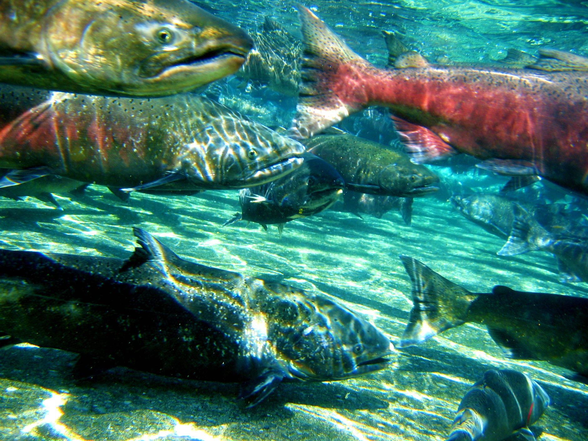 Fish swimming in a river, with one of them being a red salmon. - Salmon