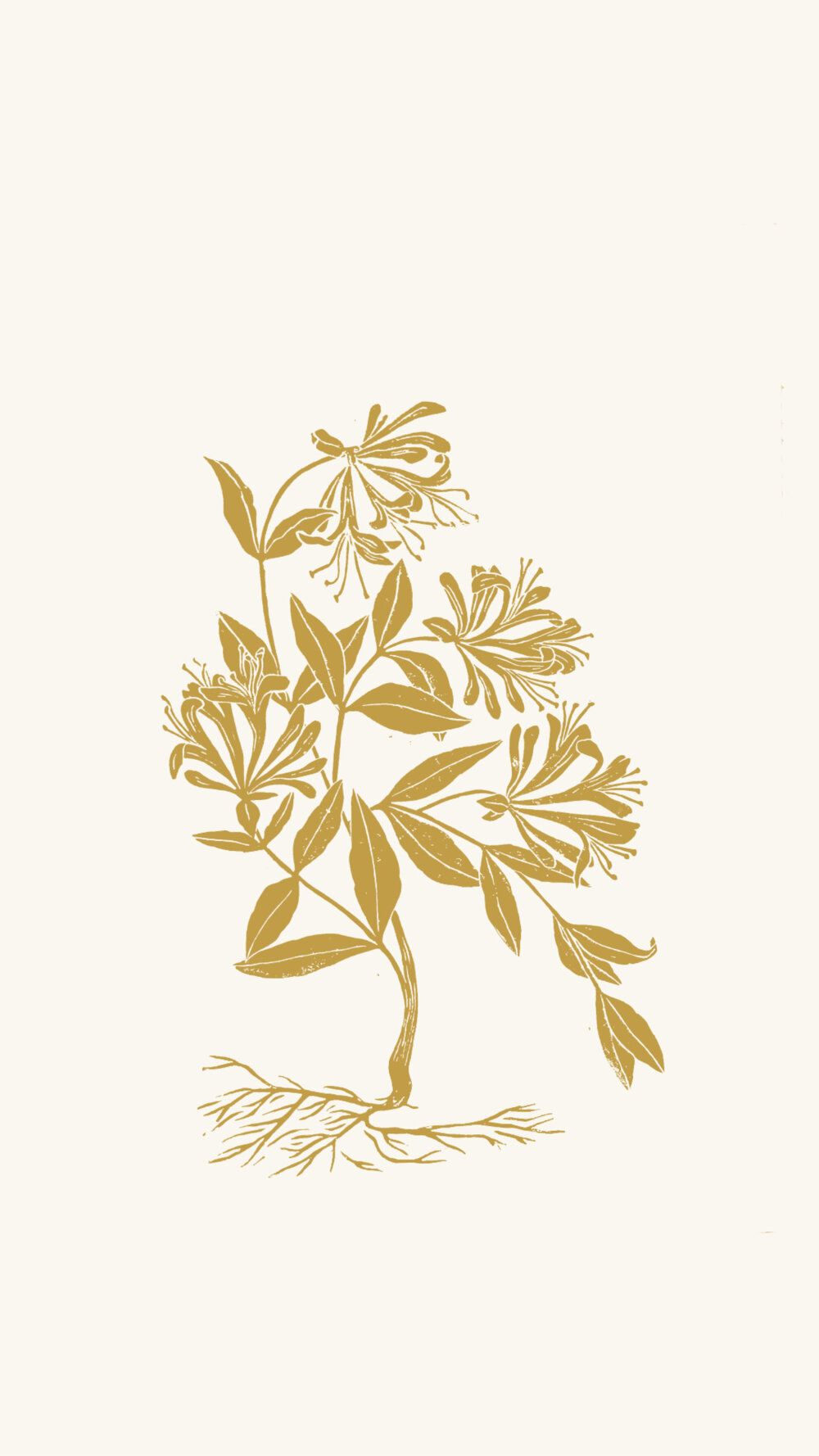 A gold illustration of a honeysuckle plant - June