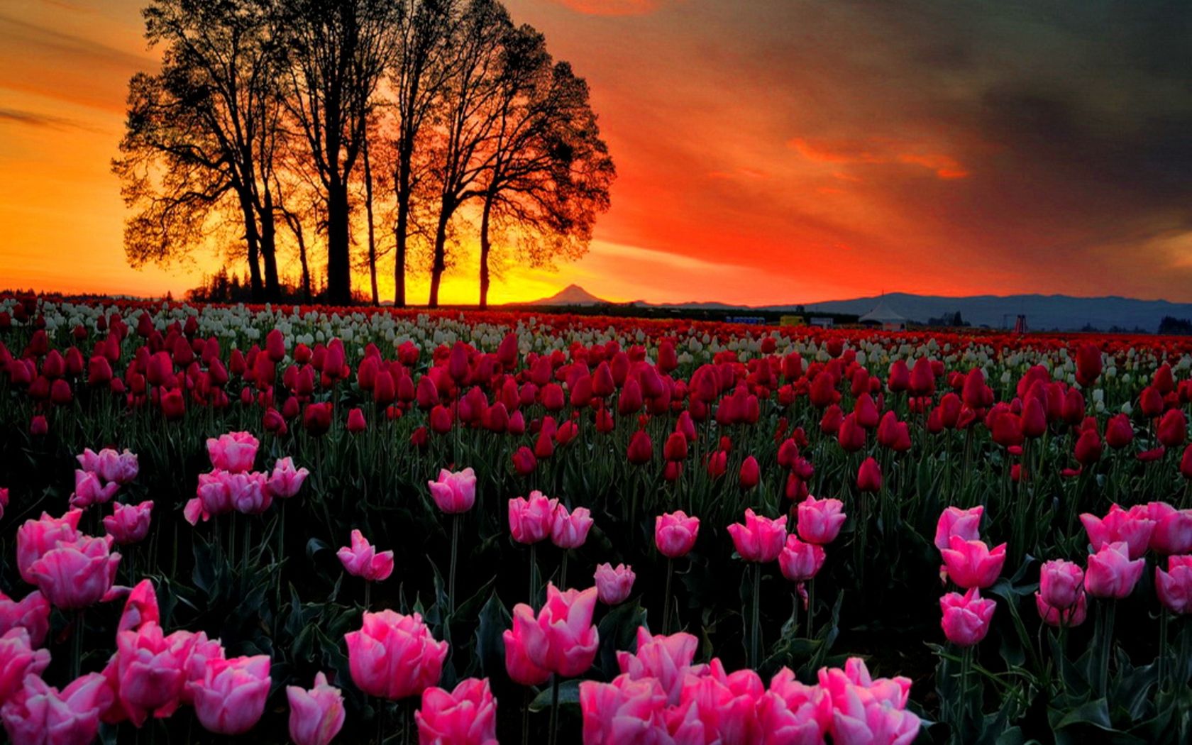Sunset Tulips Landscape HD wallpaper