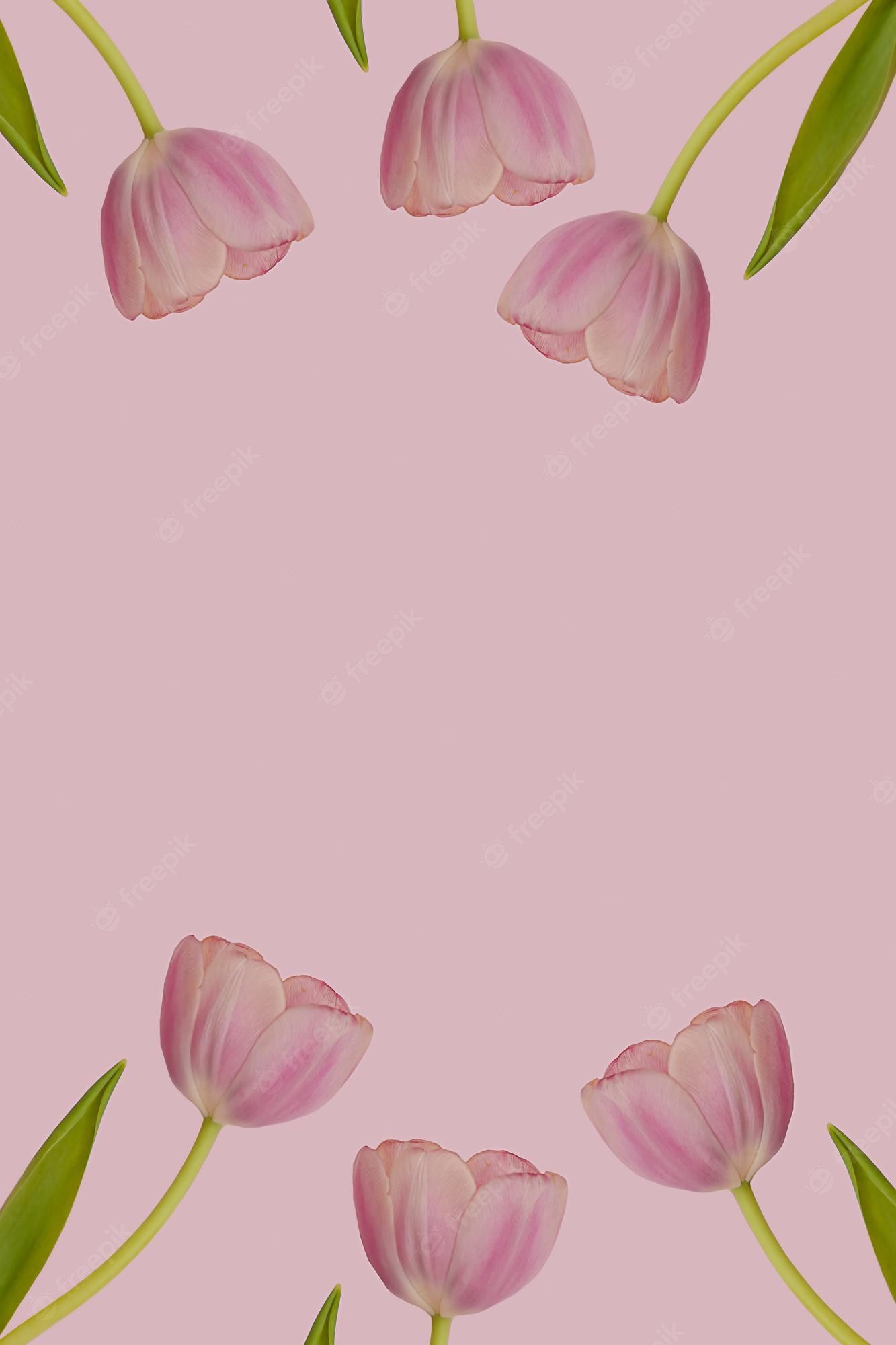 A frame of tulips on a pink background - Tulip