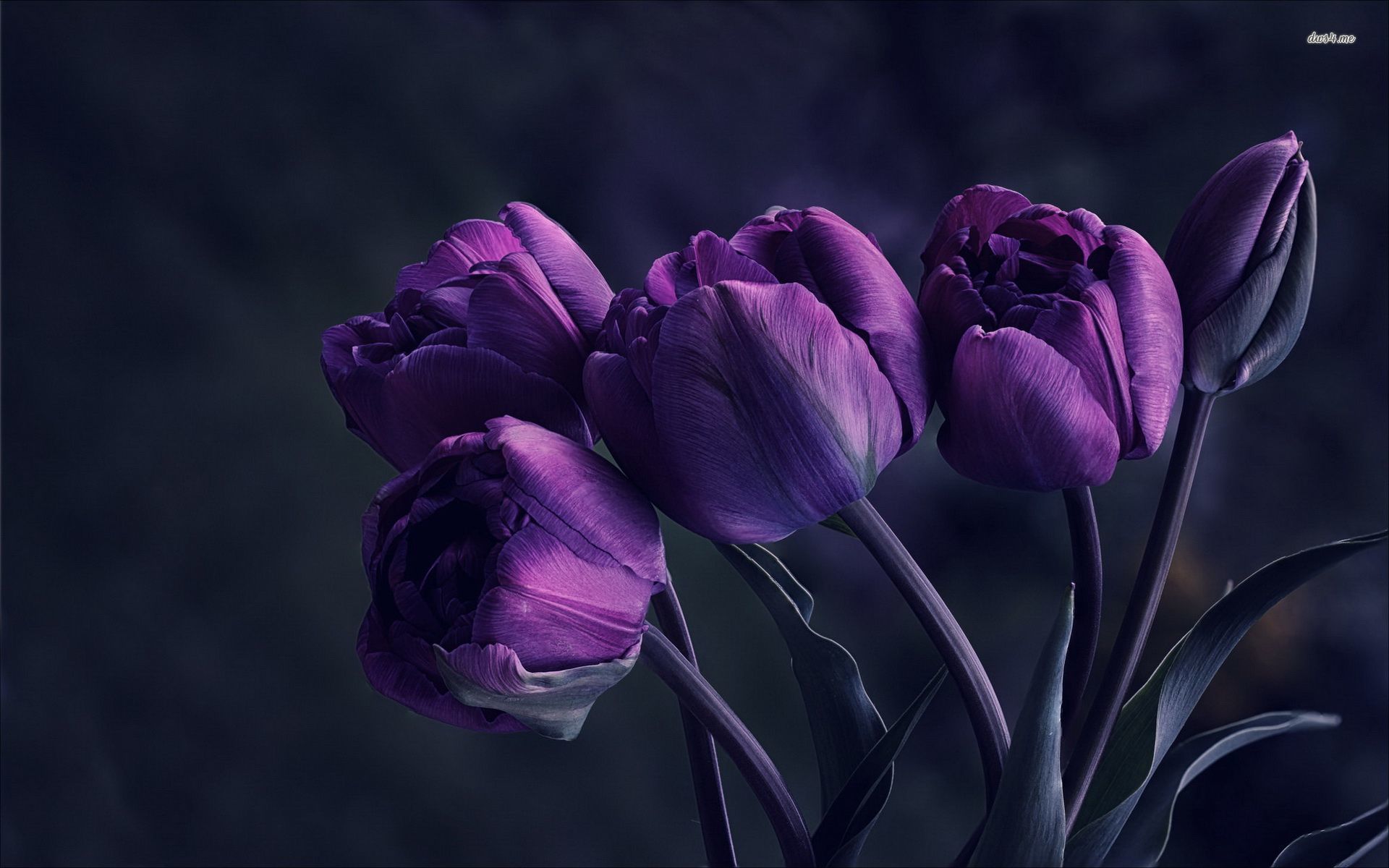 A bouquet of purple tulips on a dark background - Tulip