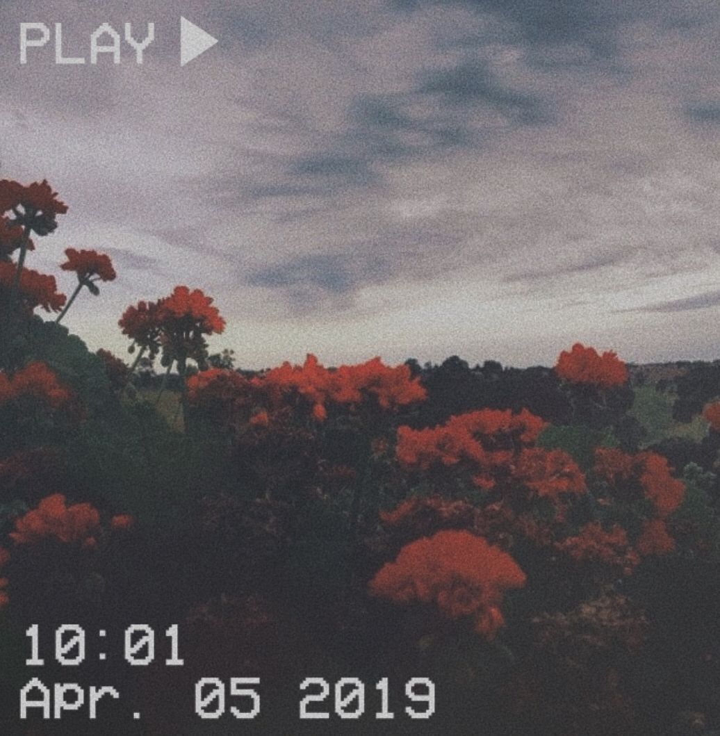 Aesthetic image of flowers with the date 05 April 2019 - VHS