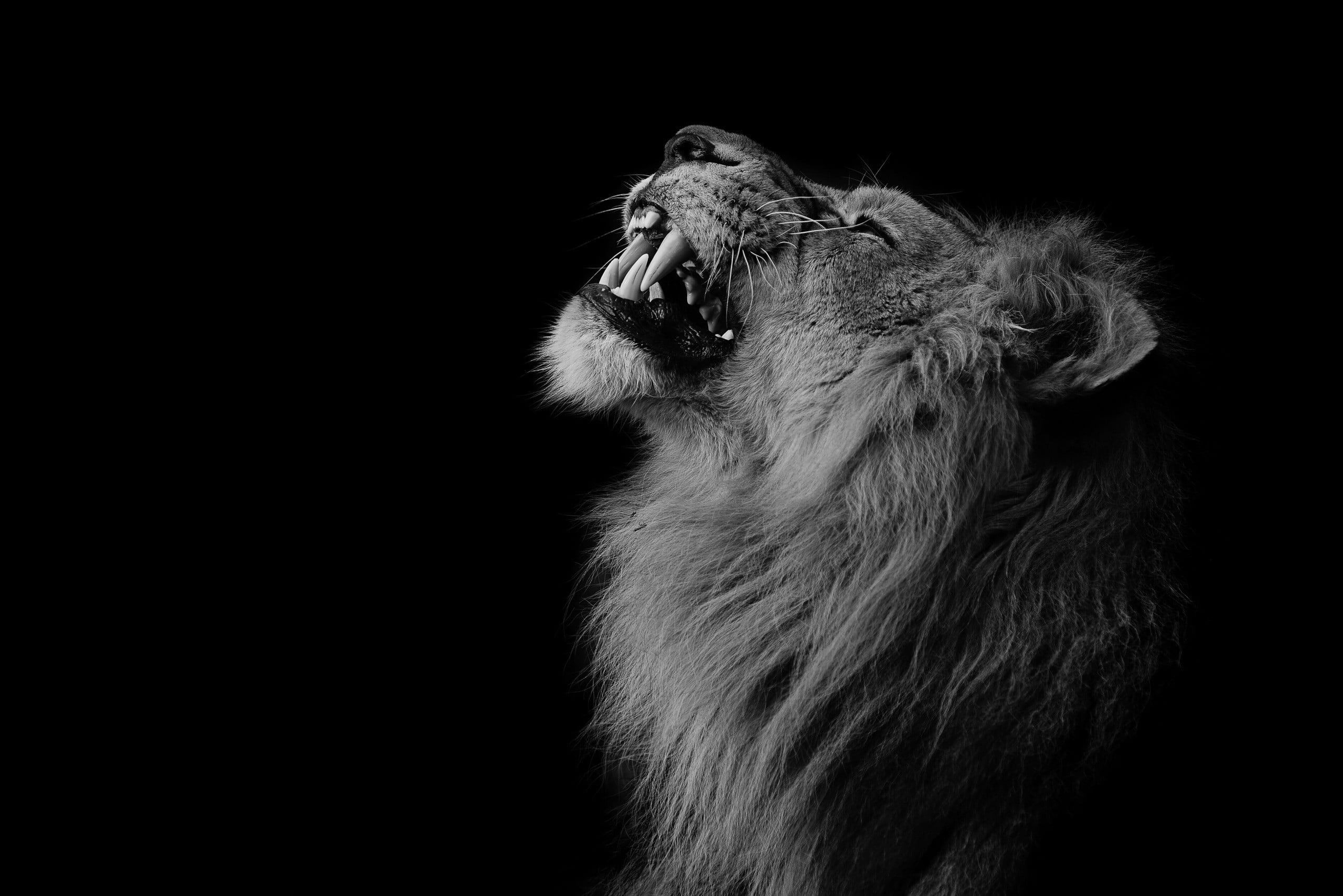 A black and white image of an animal - Lion