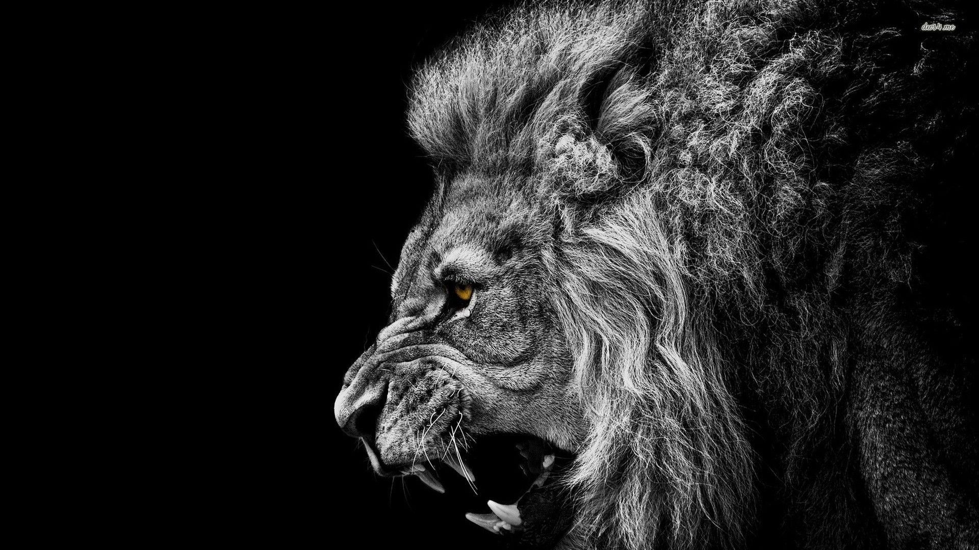 A lion in black and white wallpaper - Animals wallpapers - #18961 - Lion