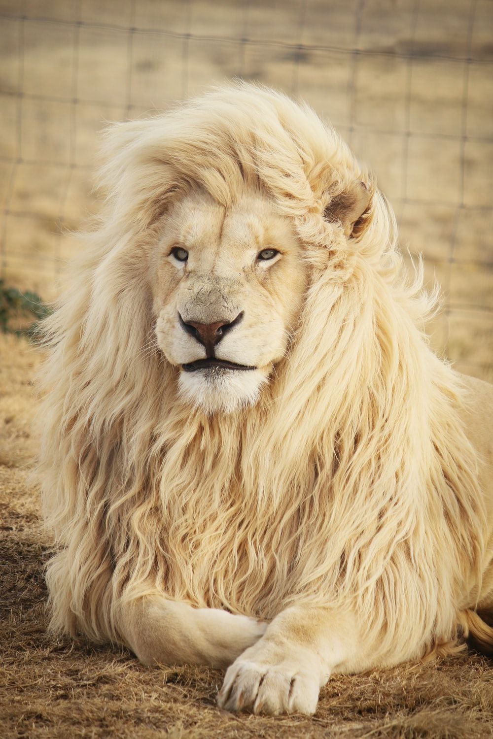 A white lion with a shaggy mane and blue eyes looks at the camera. - Lion
