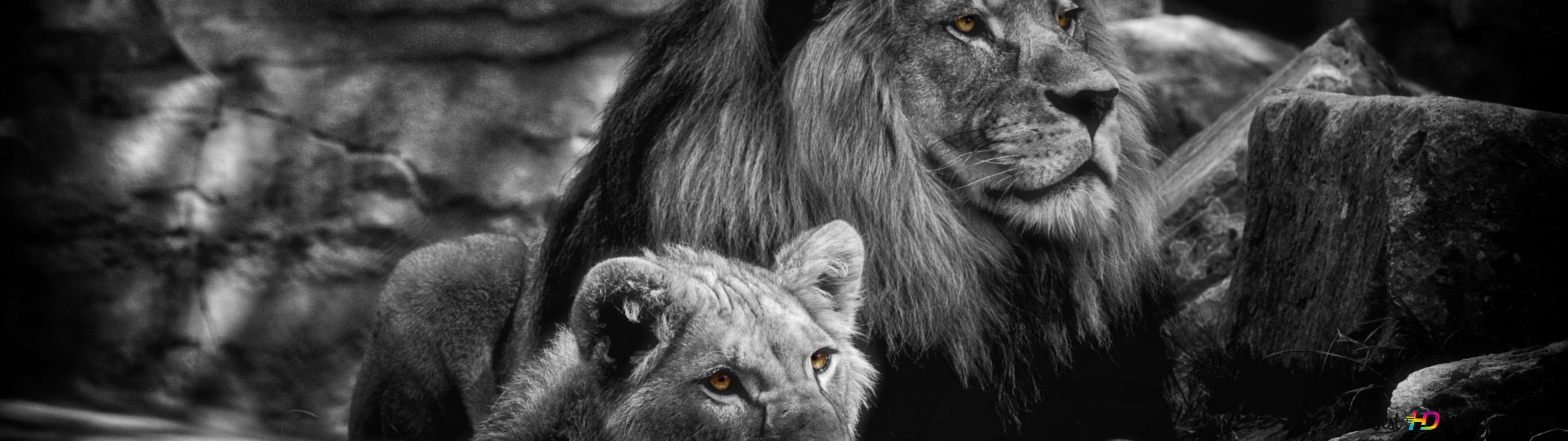 Male and Female Lion 4K wallpaper download