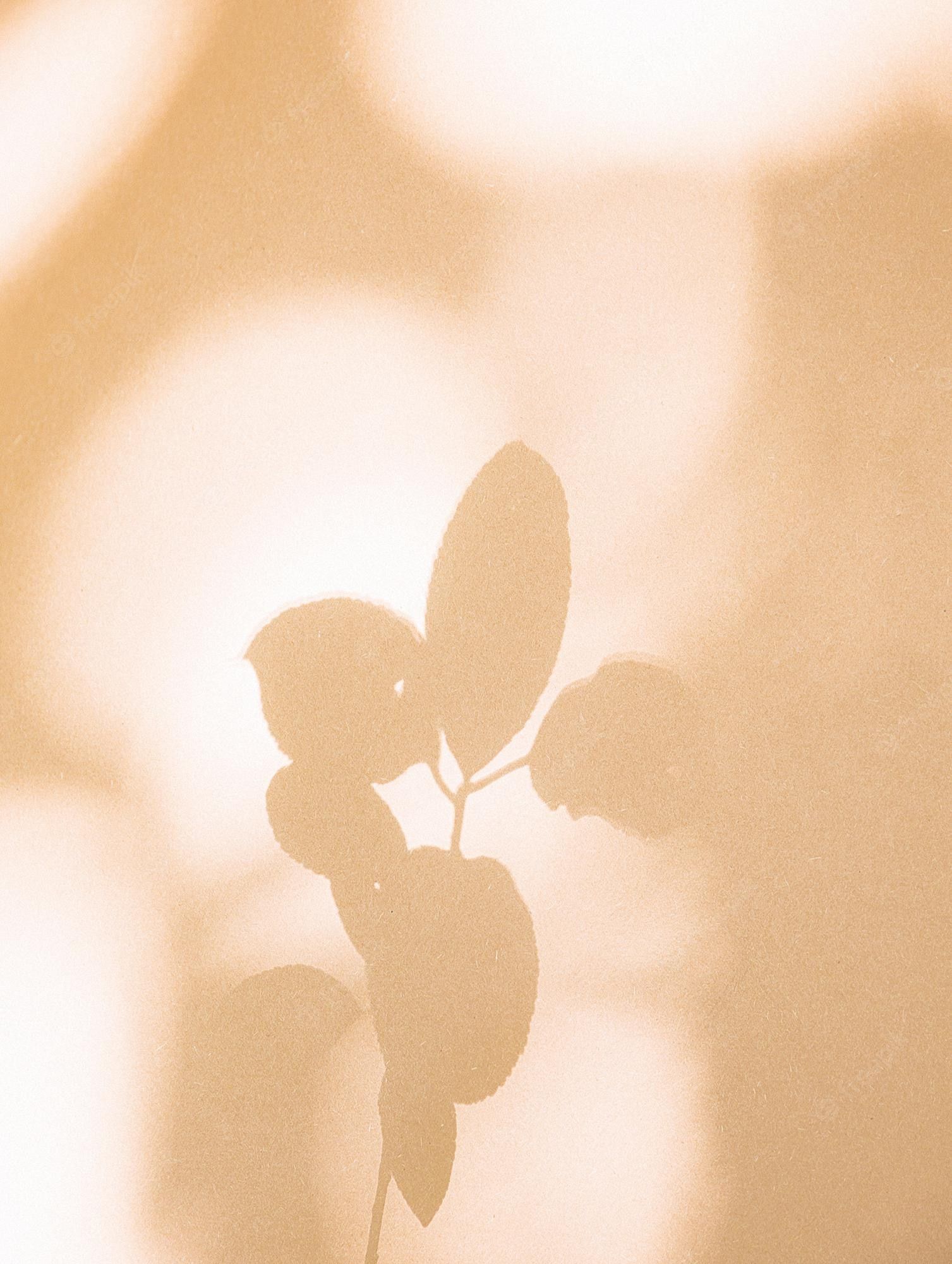 A plant with leaves and flowers in the sun - Minimalist beige