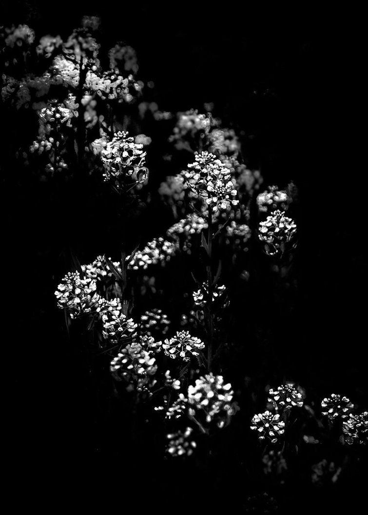 A black and white photo of small flowers in the dark. - Black and white