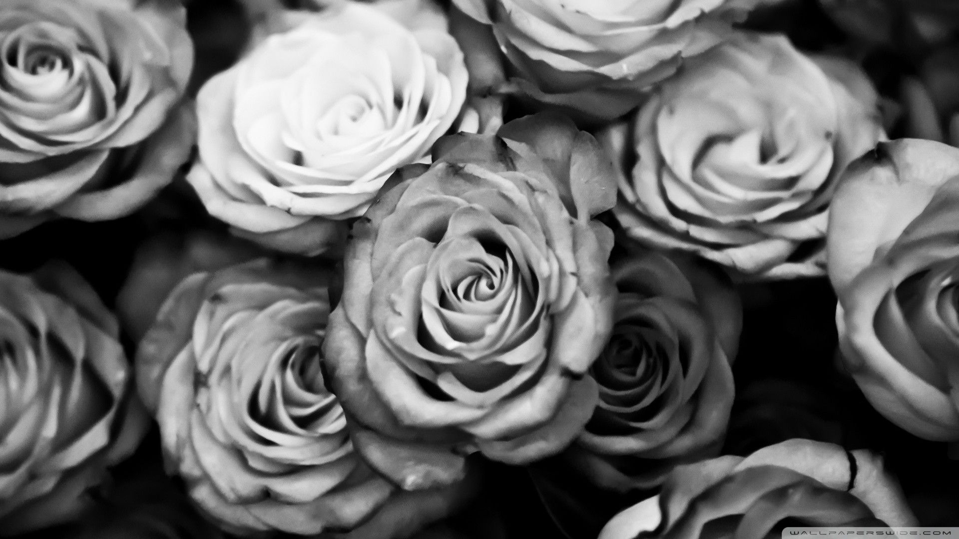 Black and white roses wallpaper for your computer desktop - Black and white