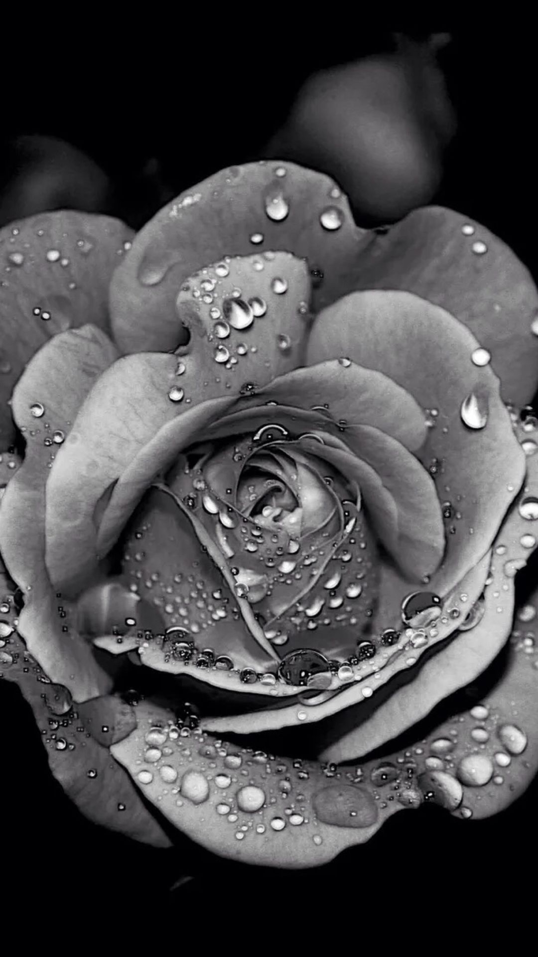 Black and white photo of a rose with water droplets - Black and white, black rose