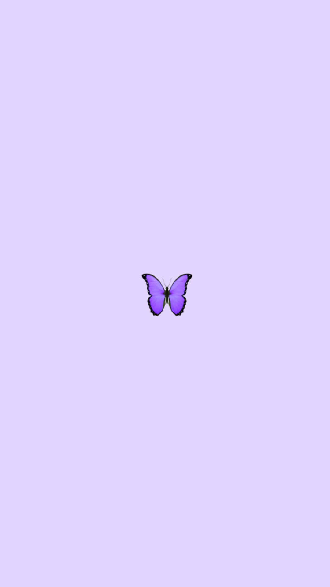 Aesthetic purple butterfly wallpaper for phone background. - Cute purple