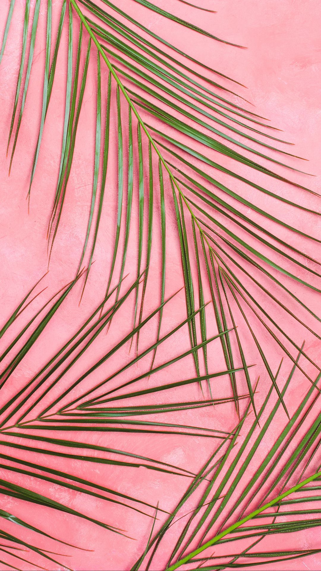 A palm leaf against a pink background - Pastel minimalist