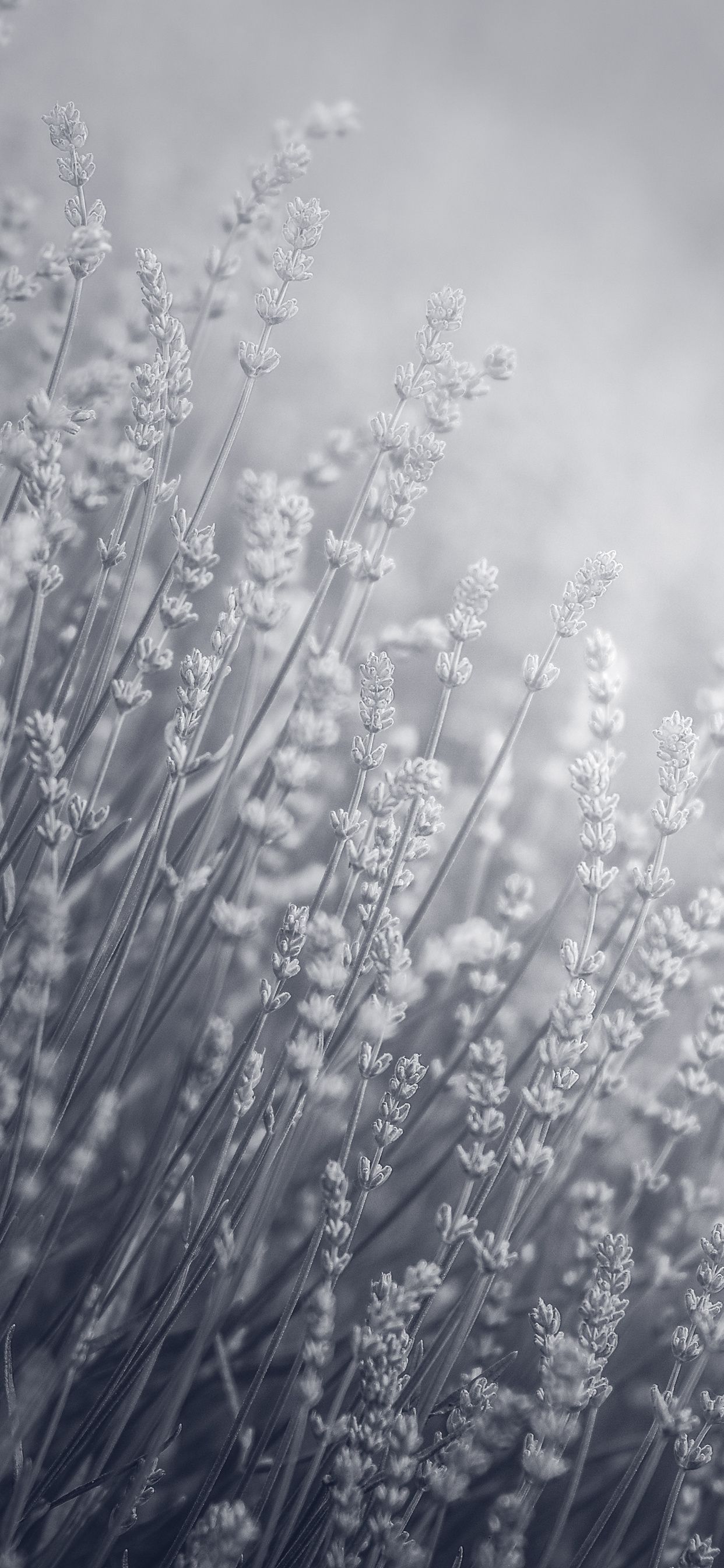 Lavender Flowers Field Monochrome 5k iPhone XS MAX HD 4k Wallpaper, Image, Background, Photo and Picture