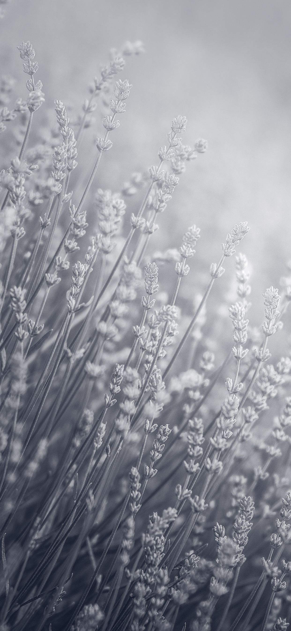 A black and white photo of some grass - Lavender, black and white