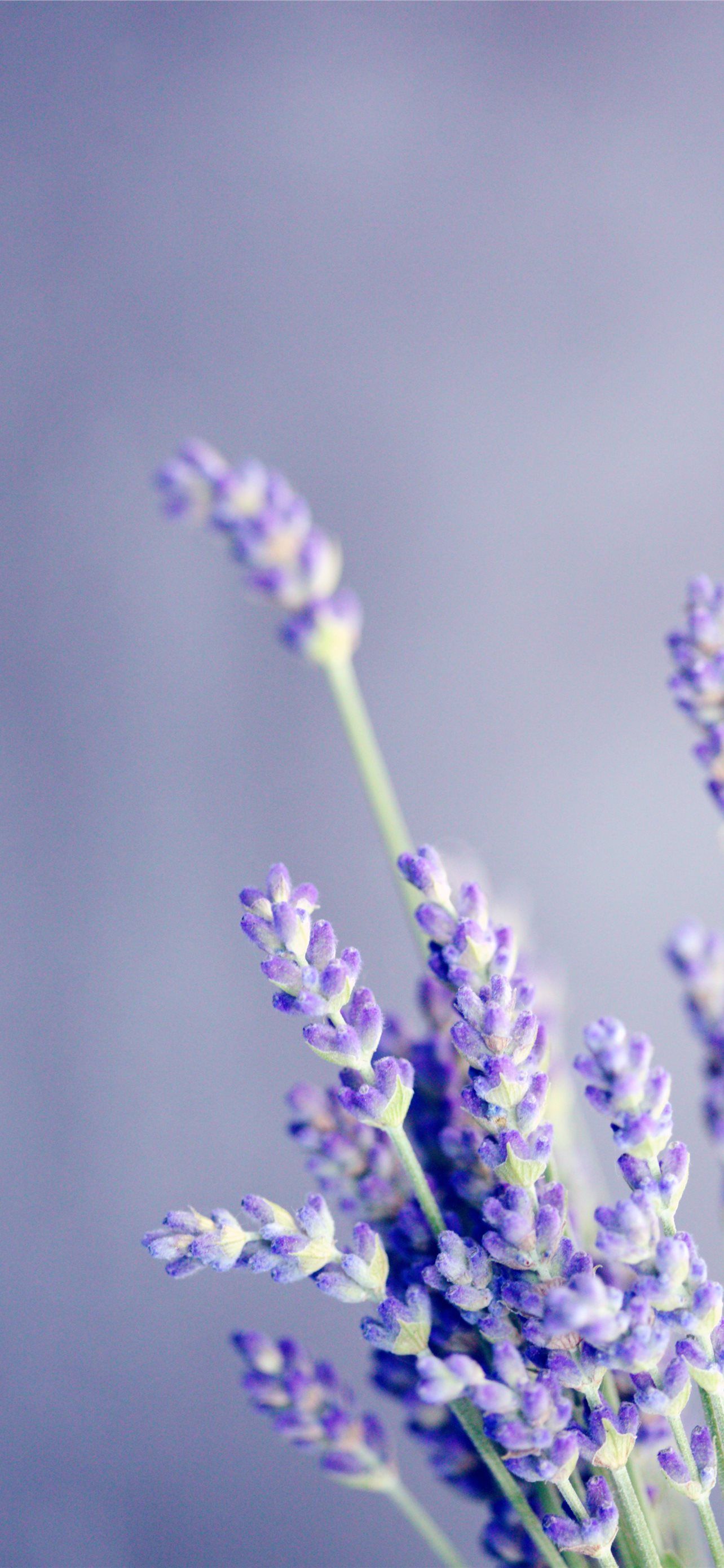 A bouquet of lavender flowers in front of a purple background. - Lavender