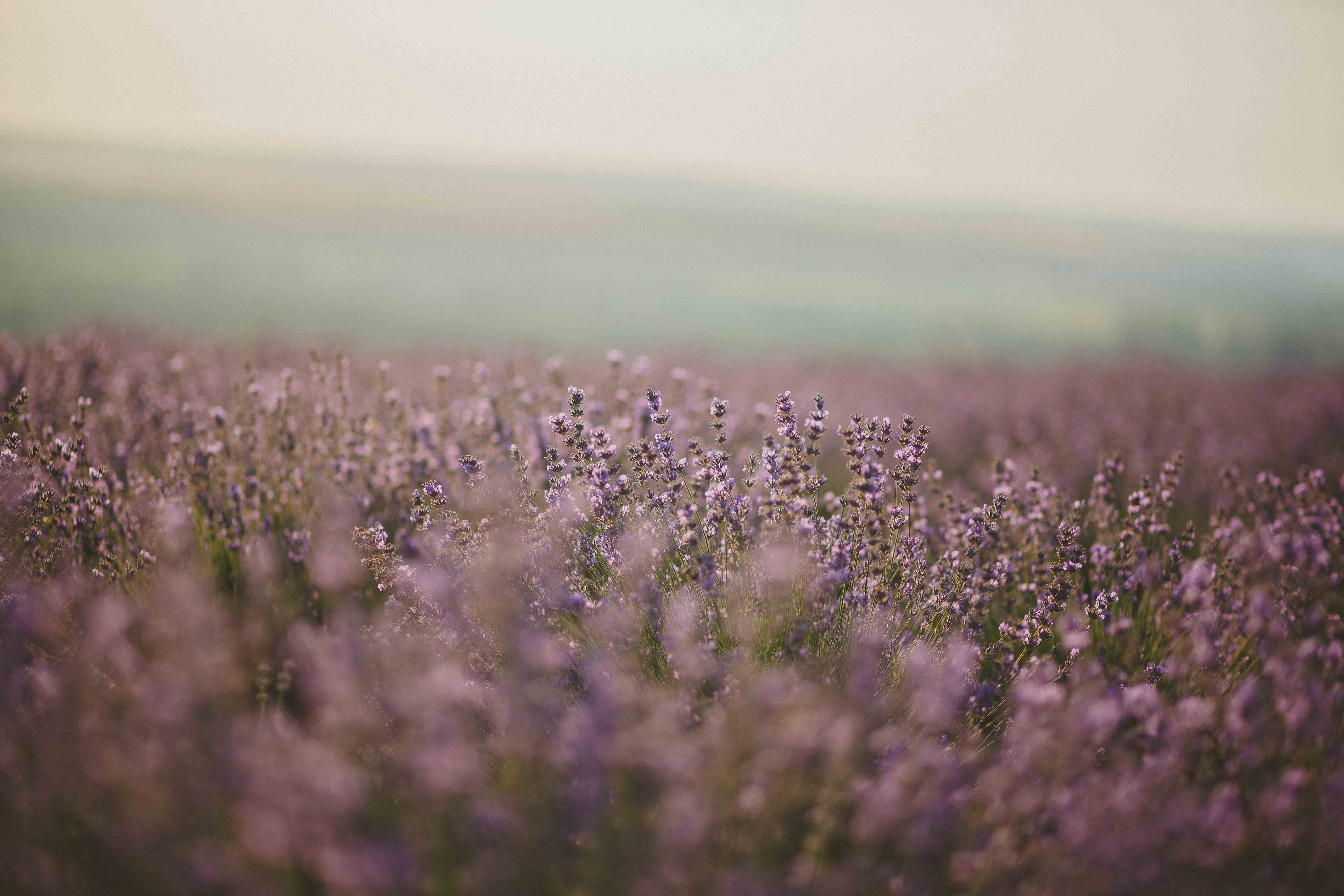 A field of lavender flowers. - Lavender