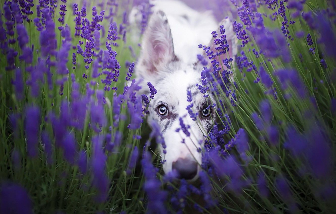 A dog in lavender fields - Lavender