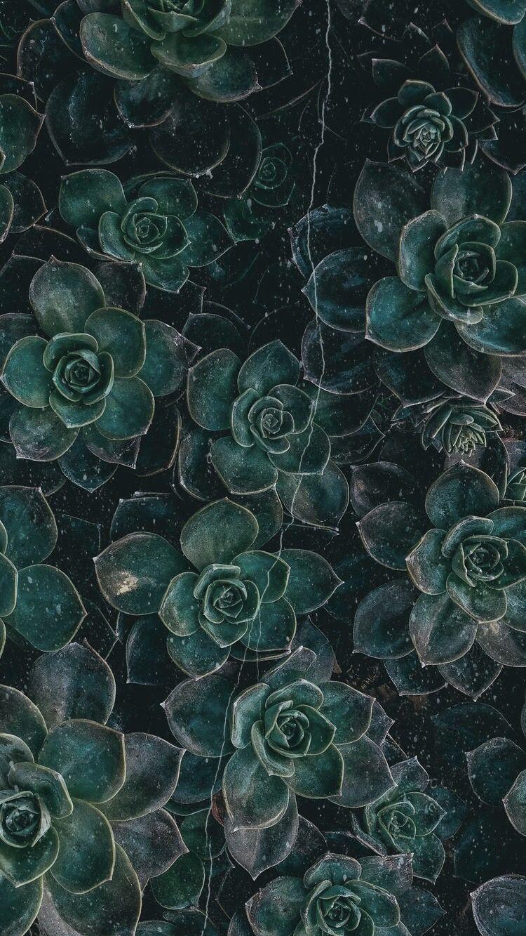 A close up of some succulents in the dark - Dark green