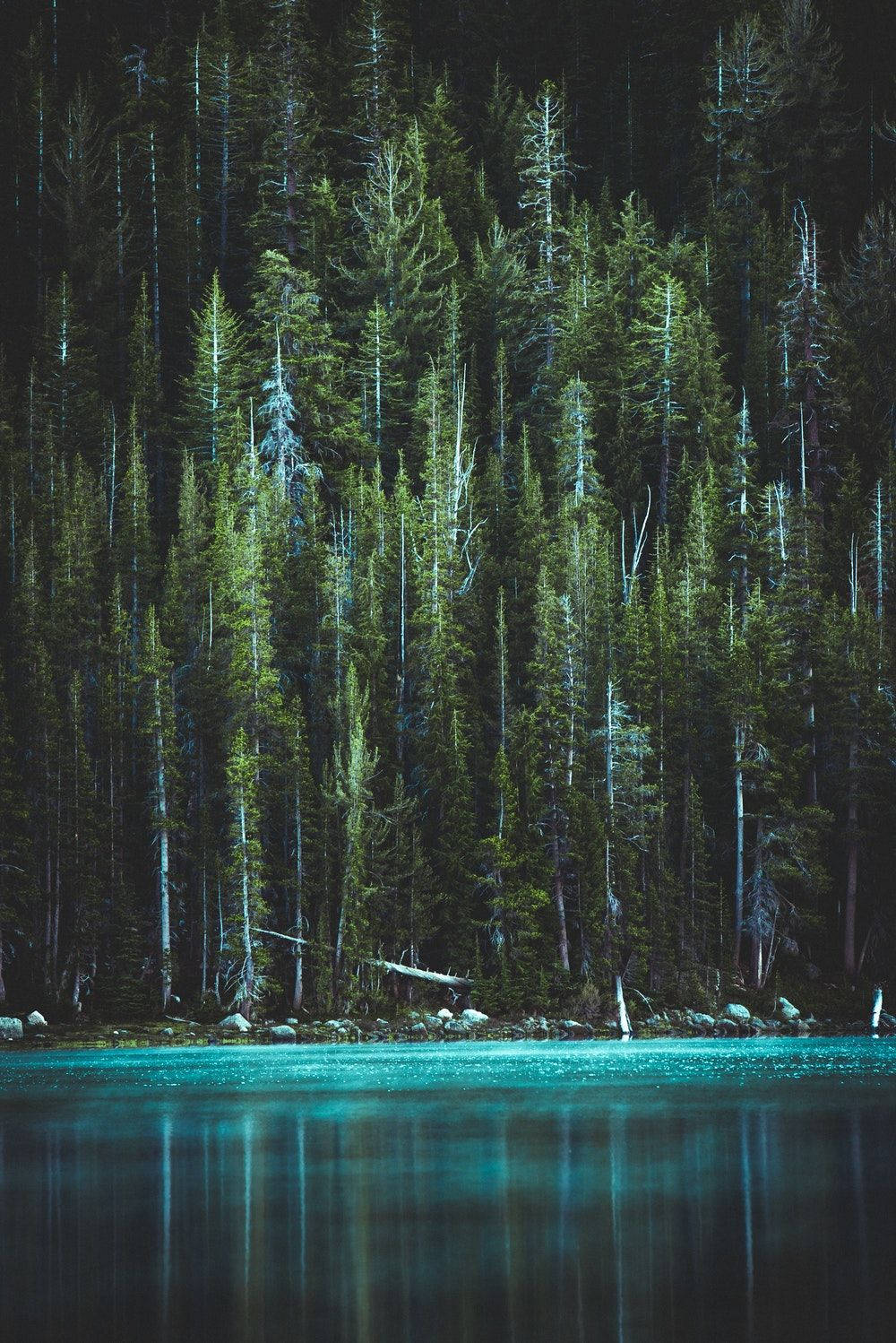 Green pine trees near body of water during daytime - Dark green