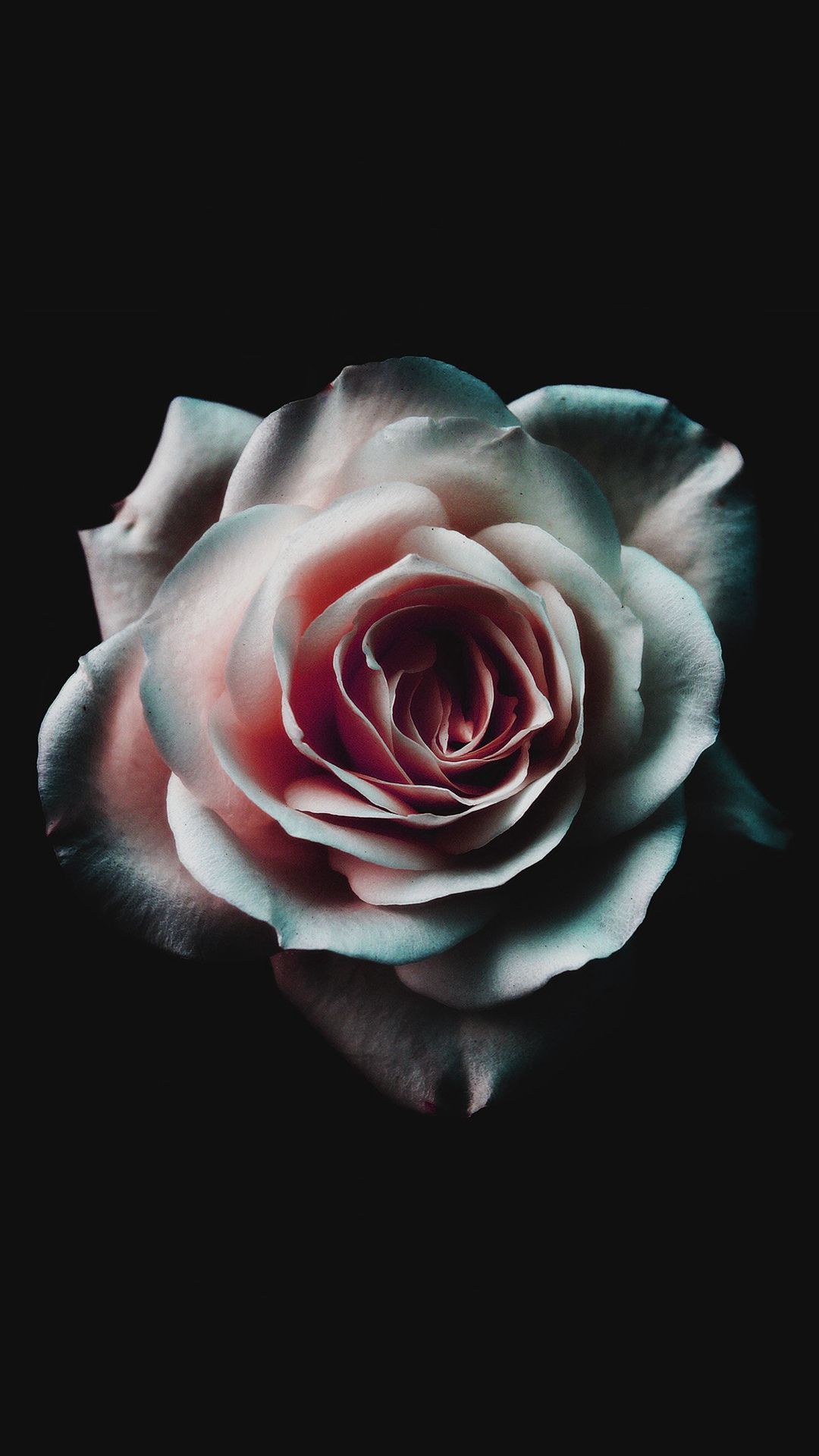 Black Roses iPhone Wallpaper