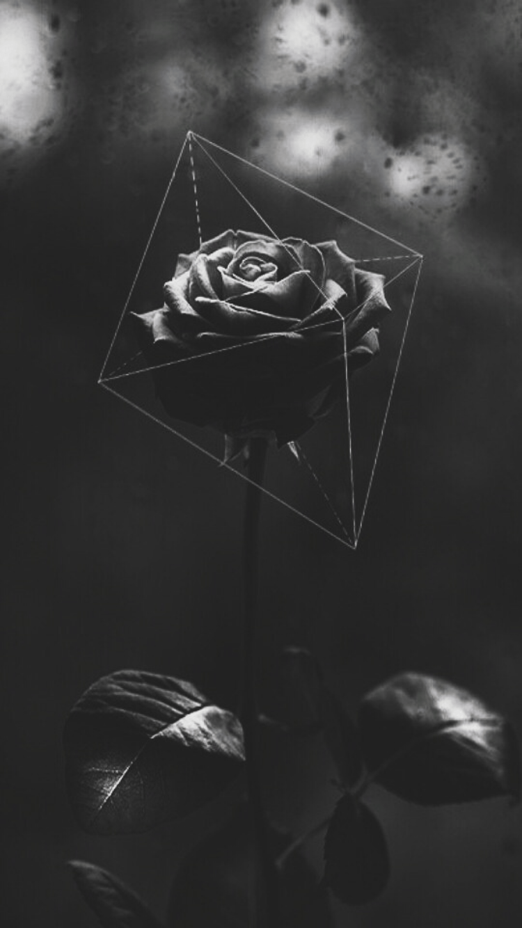 A rose in a geometric glass vase. - Black rose, roses, geometry