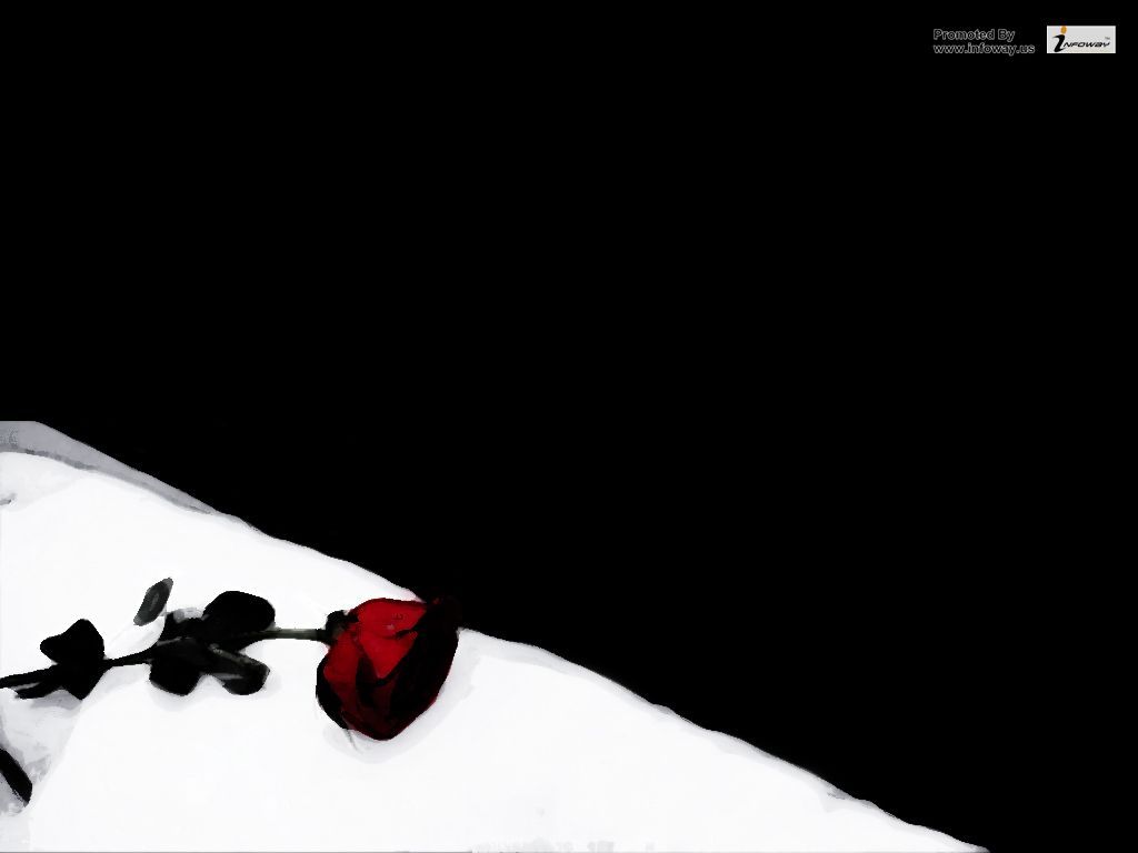 A red rose in the snow - Black rose