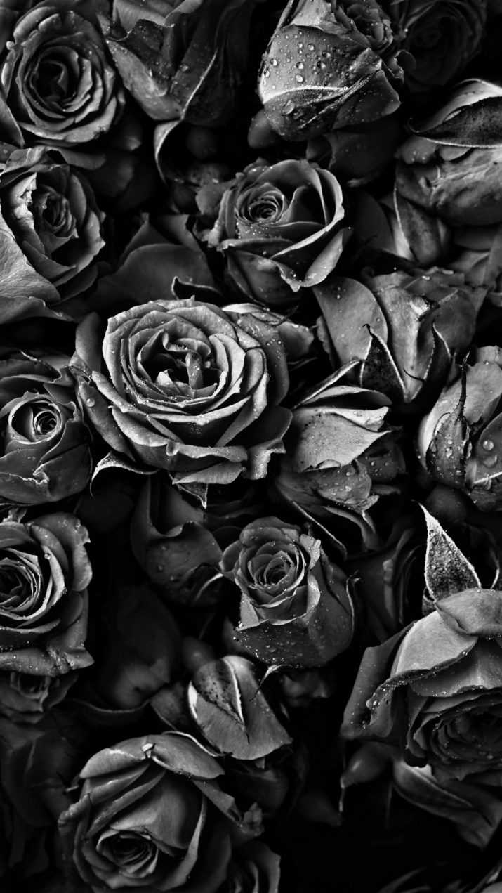 Black Aesthetic Rose Wallpaper