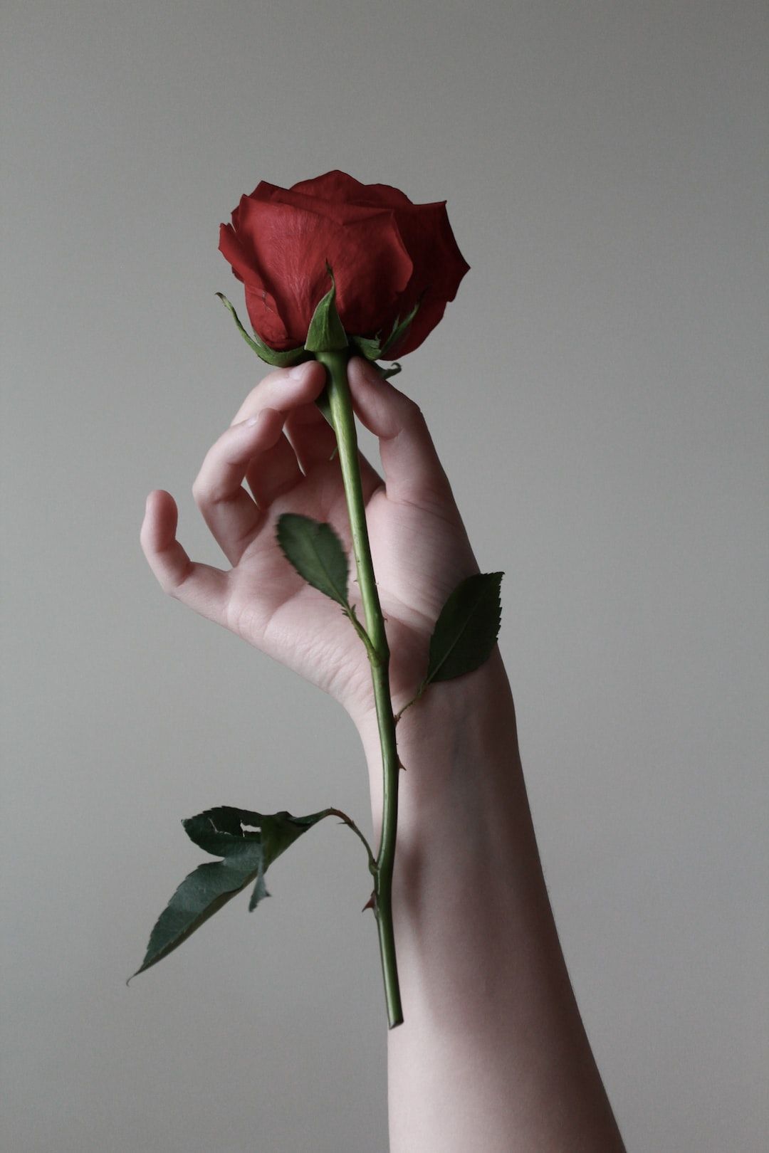 A hand holding a red rose against a white background - Black rose