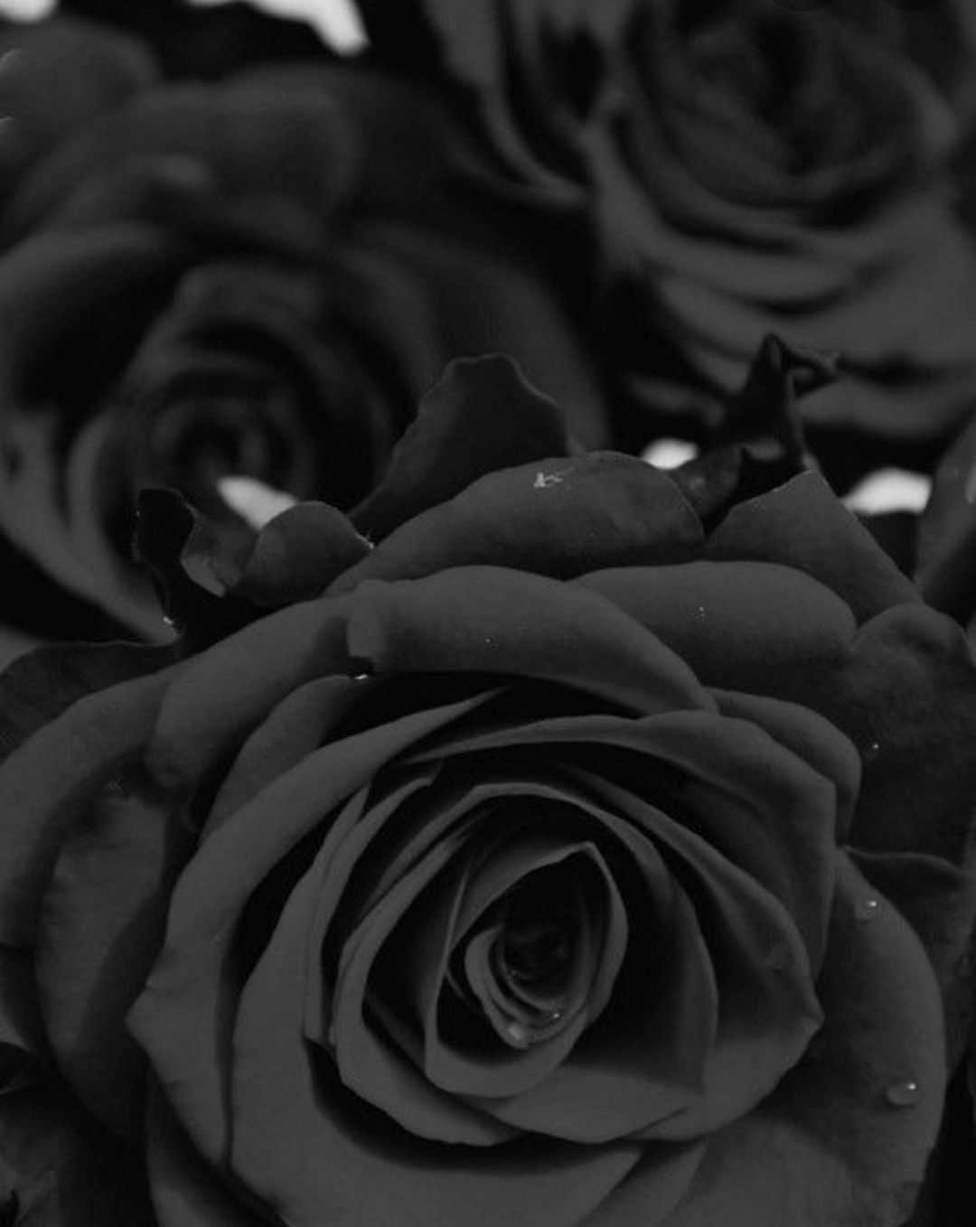 Black rose Wallpaper Download