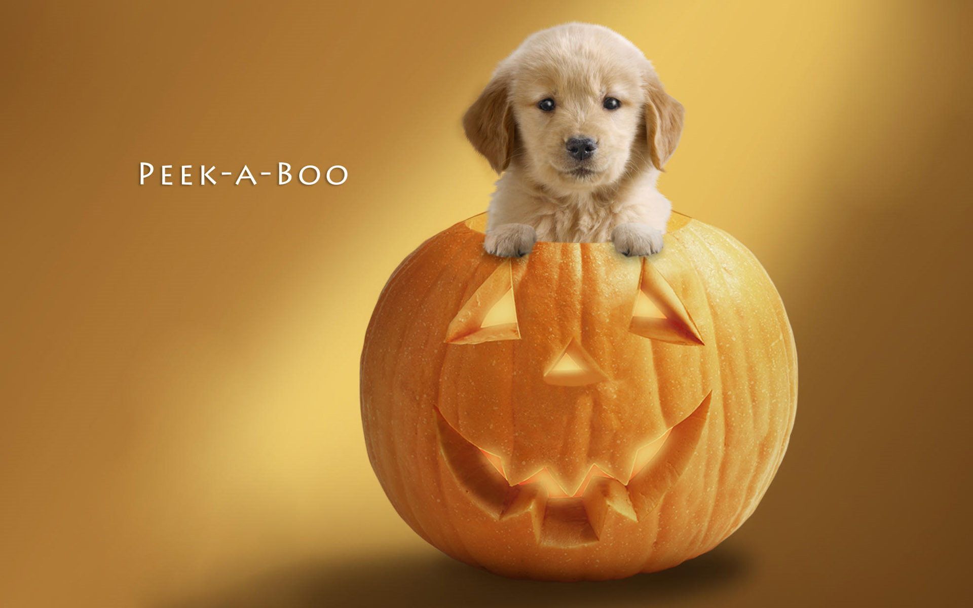 A cute puppy in a carved pumpkin with the text 