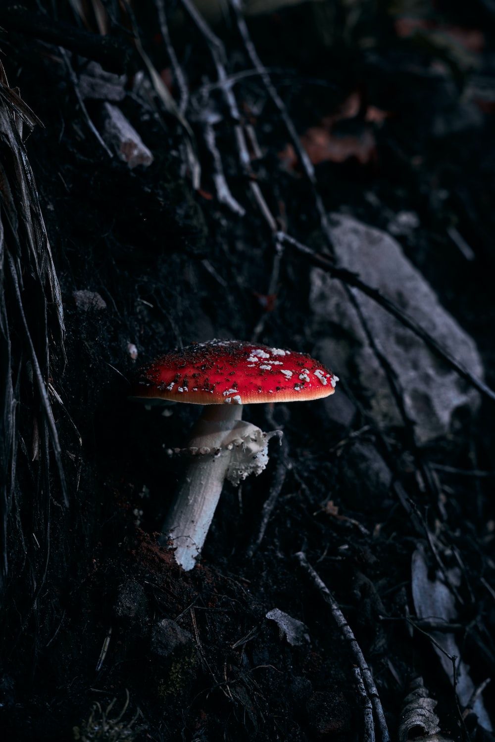 A mushroom sitting in the dirt with leaves - Mushroom