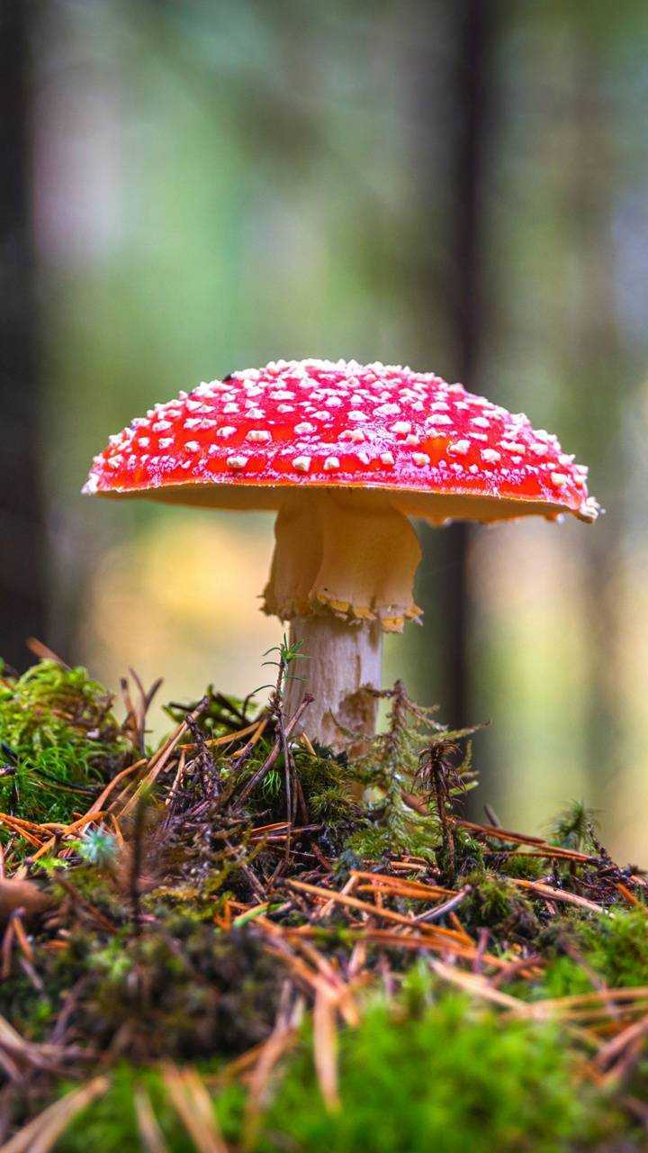 A red mushroom with white spots on top of green moss - Mushroom