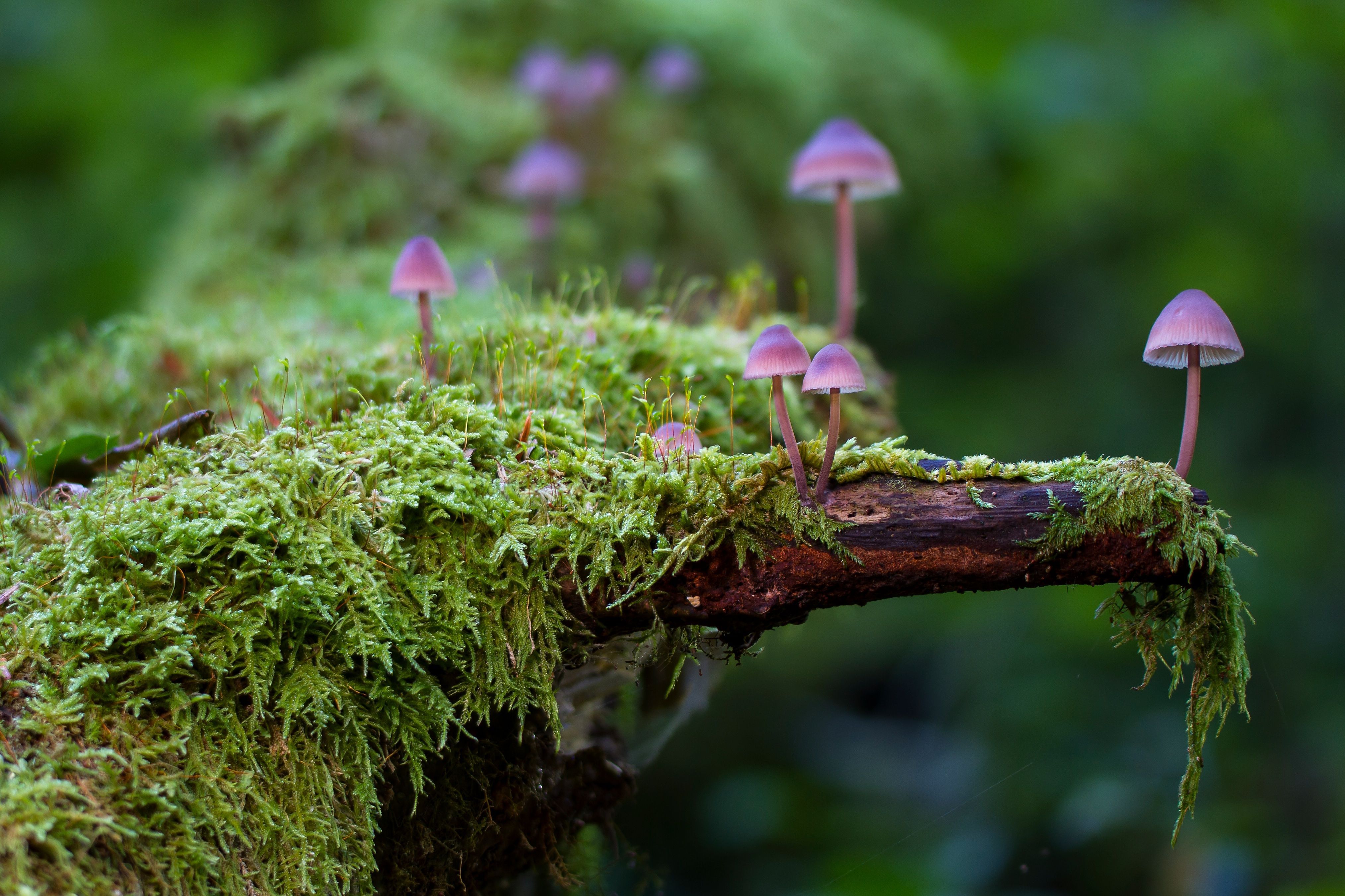 Small mushrooms grow out of a mossy log. - Mushroom